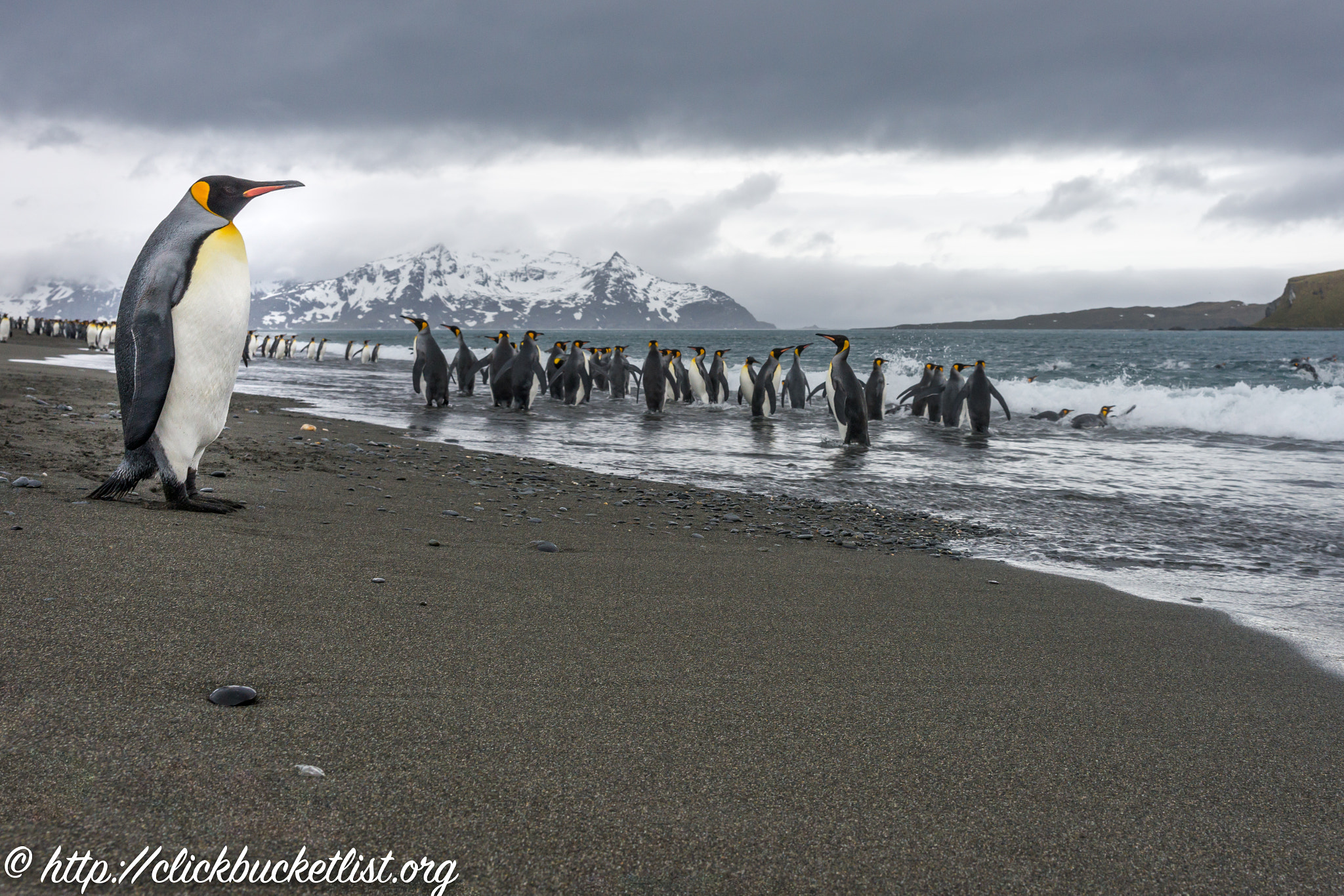 Sony SLT-A99V sample photo. Penguins of south georgia island photography