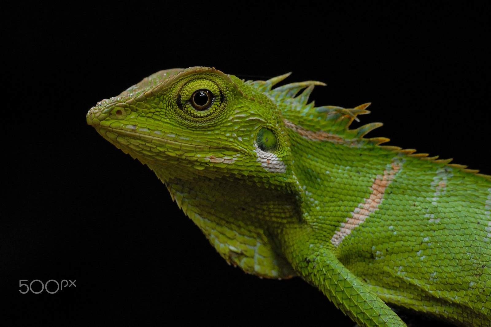 Nikon AF-S Micro-Nikkor 105mm F2.8G IF-ED VR sample photo. My face photography