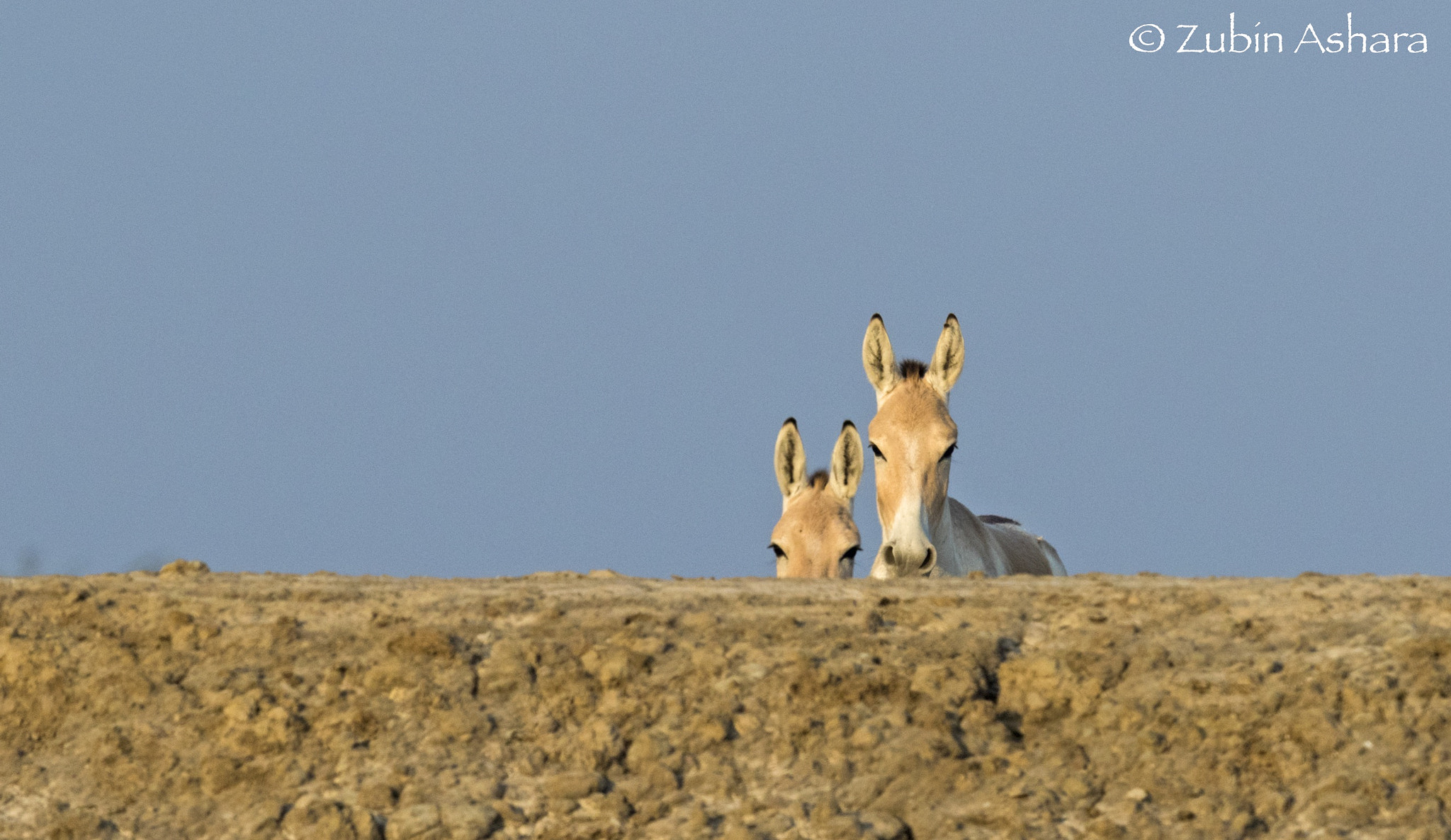 Canon EOS 7D Mark II sample photo. Indian wild ass photography