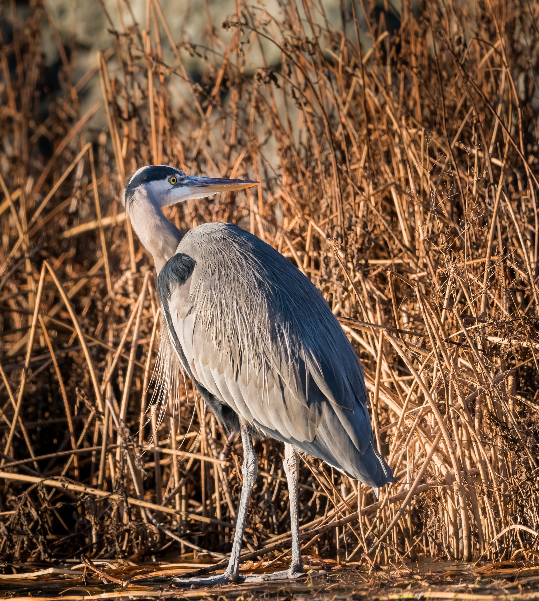 Sony a7R II + Canon EF 600mm F4L IS II USM sample photo. Great blue heron photography
