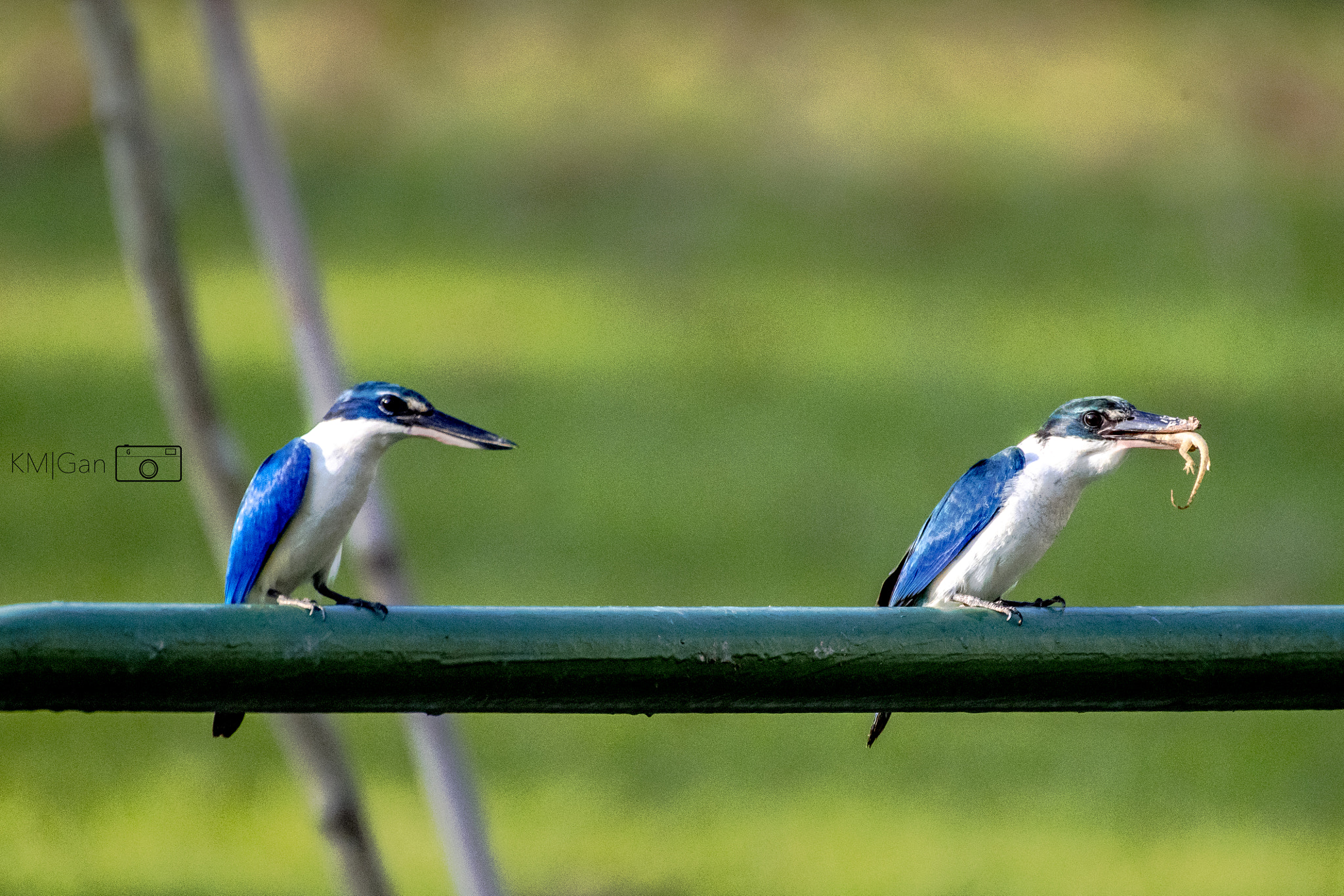 Nikon AF-S Nikkor 200-500mm F5.6E ED VR sample photo. Collared kingfisher, appreciating the offered food.... photography