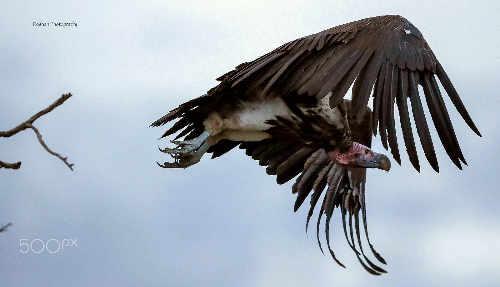 Canon EOS-1D X Mark II sample photo. African vulture :) photography