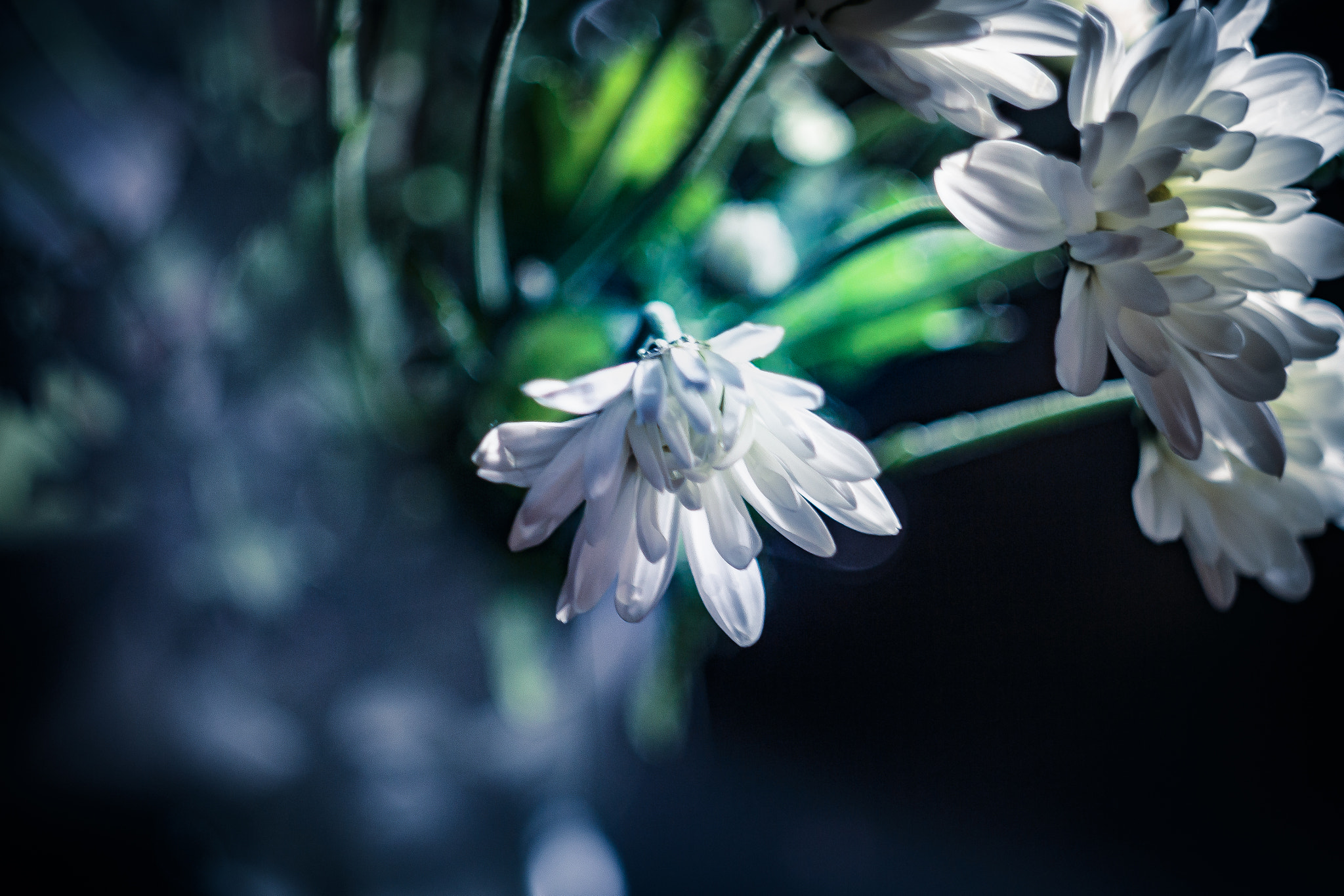 Canon EF 35-80mm f/4-5.6 sample photo. Bouquet photography