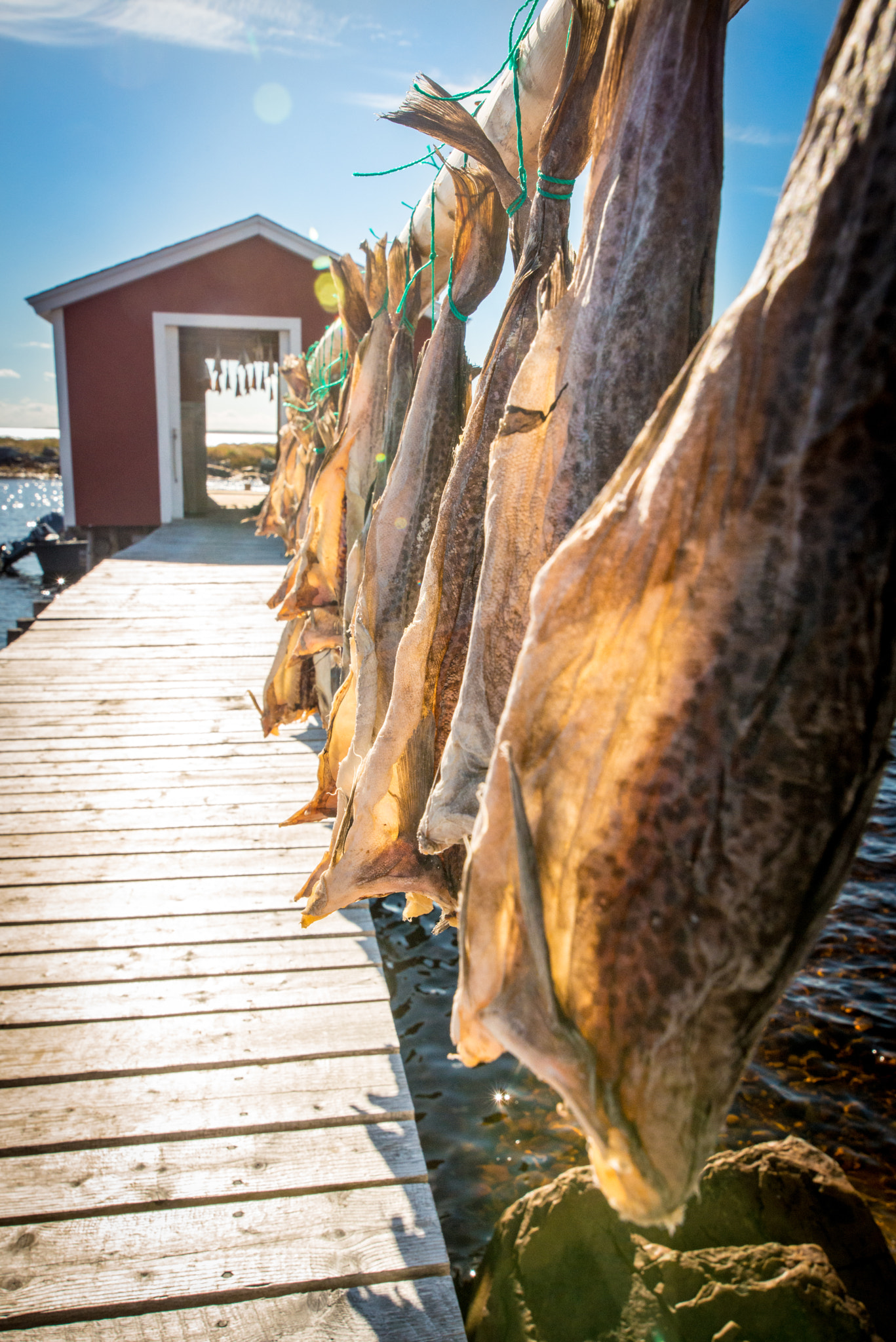 Tokina AT-X 16-28mm F2.8 Pro FX sample photo. Cod flakes photography