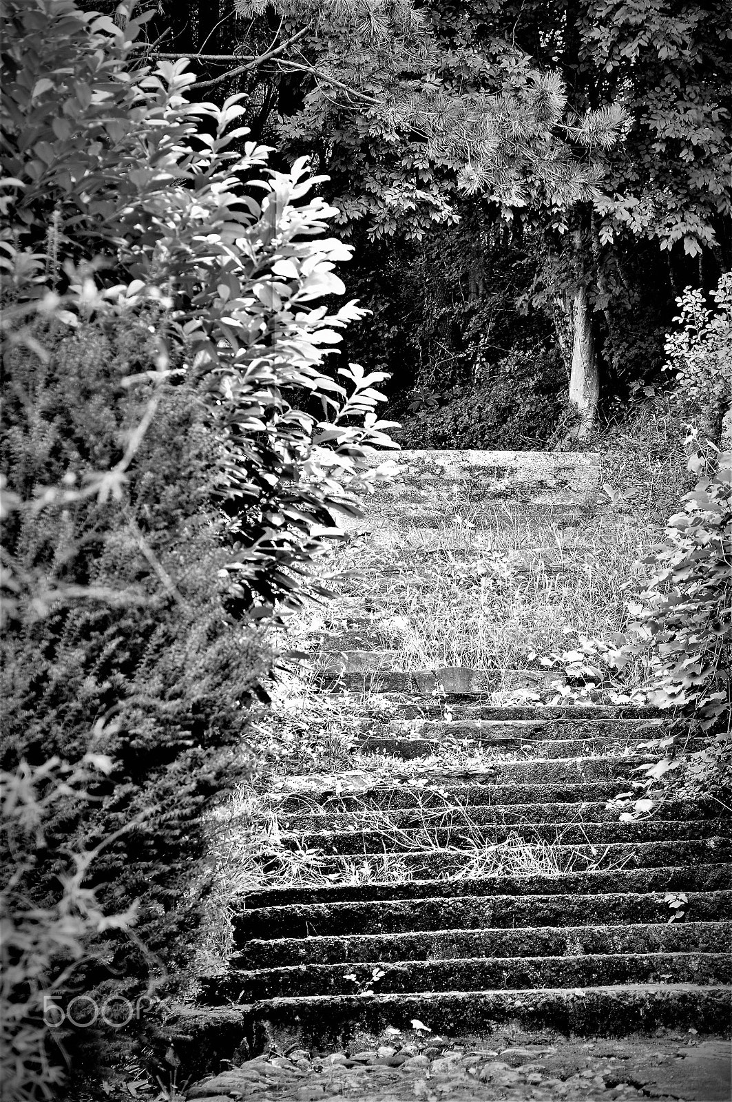 Nikon D90 sample photo. Stair to the woods photography