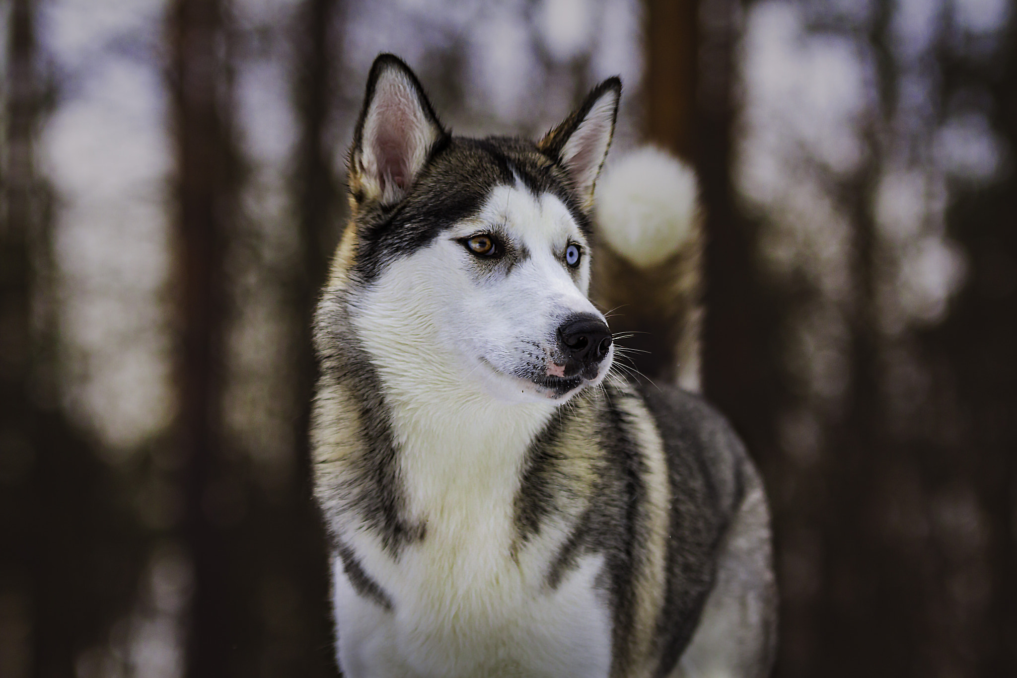 Sigma 70-200mm F2.8 EX DG OS HSM sample photo. Louna - the siberian husky photography