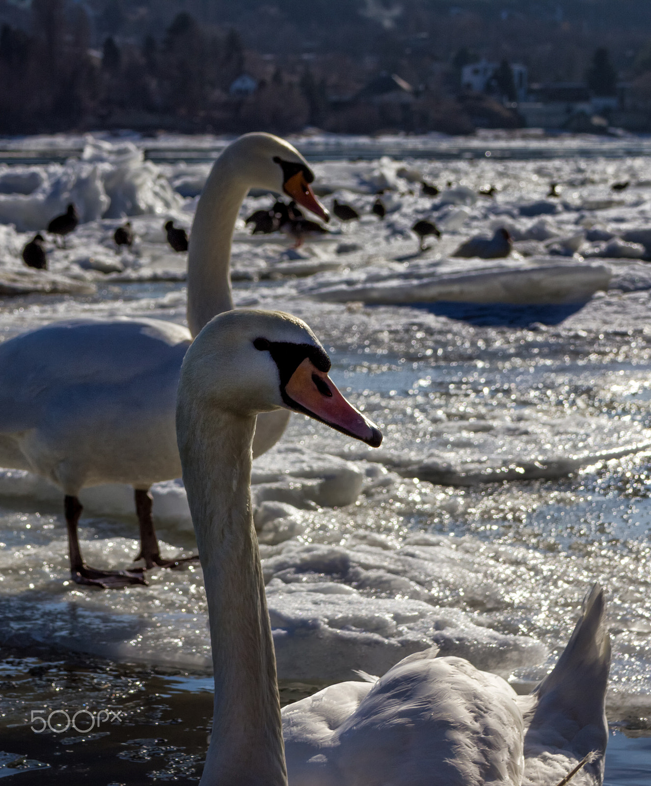Canon EF-S 18-55mm F3.5-5.6 II sample photo. Swans photography