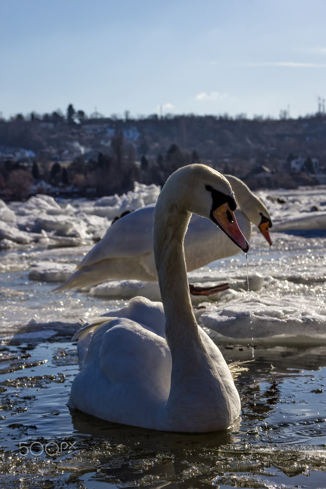 Canon EF-S 18-55mm F3.5-5.6 II sample photo. Swans photography
