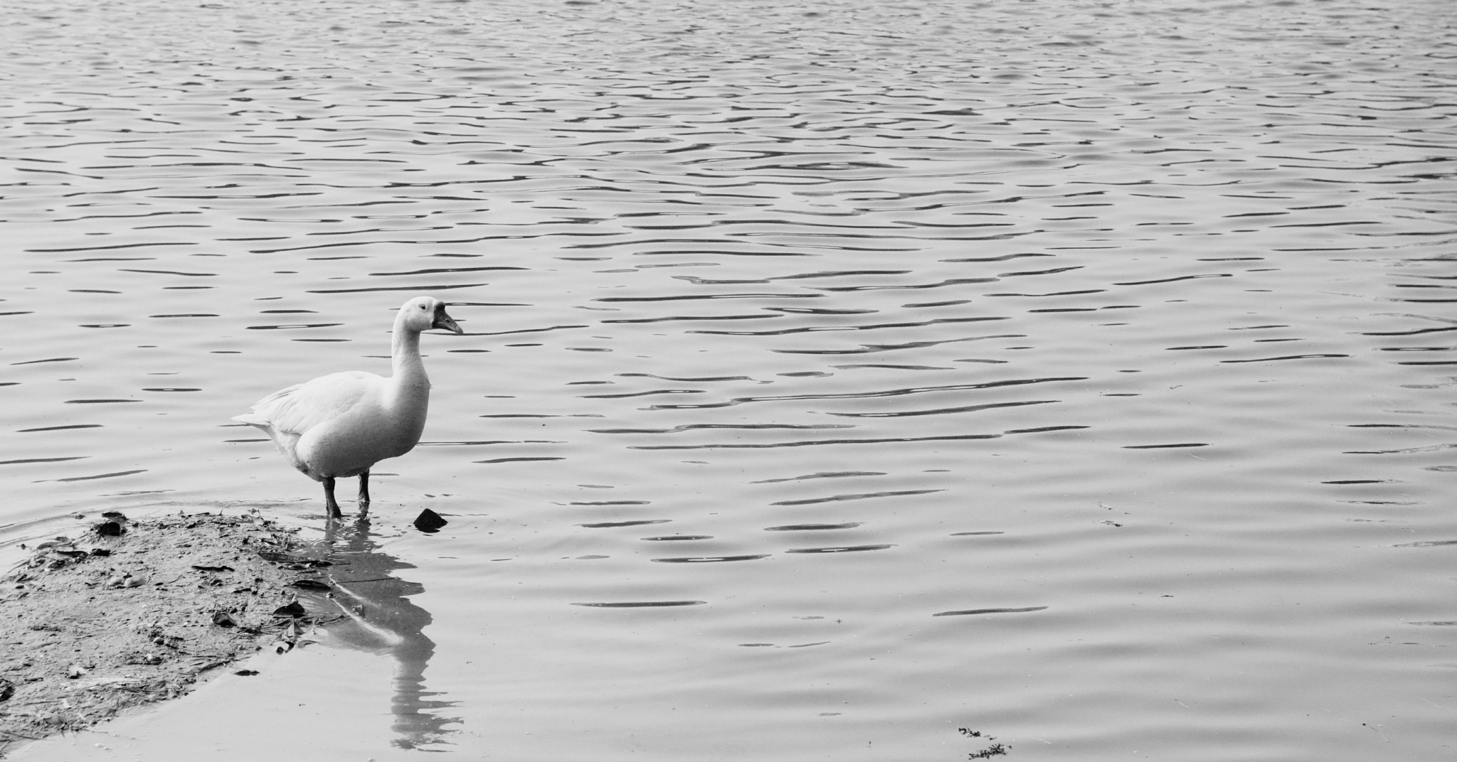 AF Zoom-Nikkor 35-105mm f/3.5-4.5 sample photo. Bird. photography