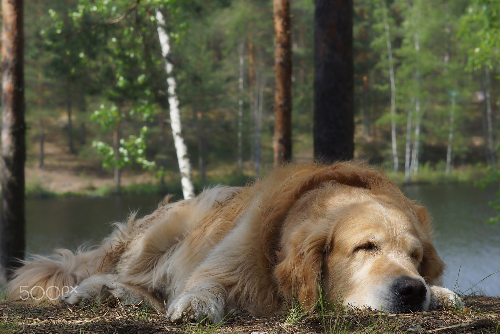 Minolta AF 50mm F1.4 [New] sample photo. The dog breed golden retriever lying and sleeping on a hill on a background of a forest lake and... photography