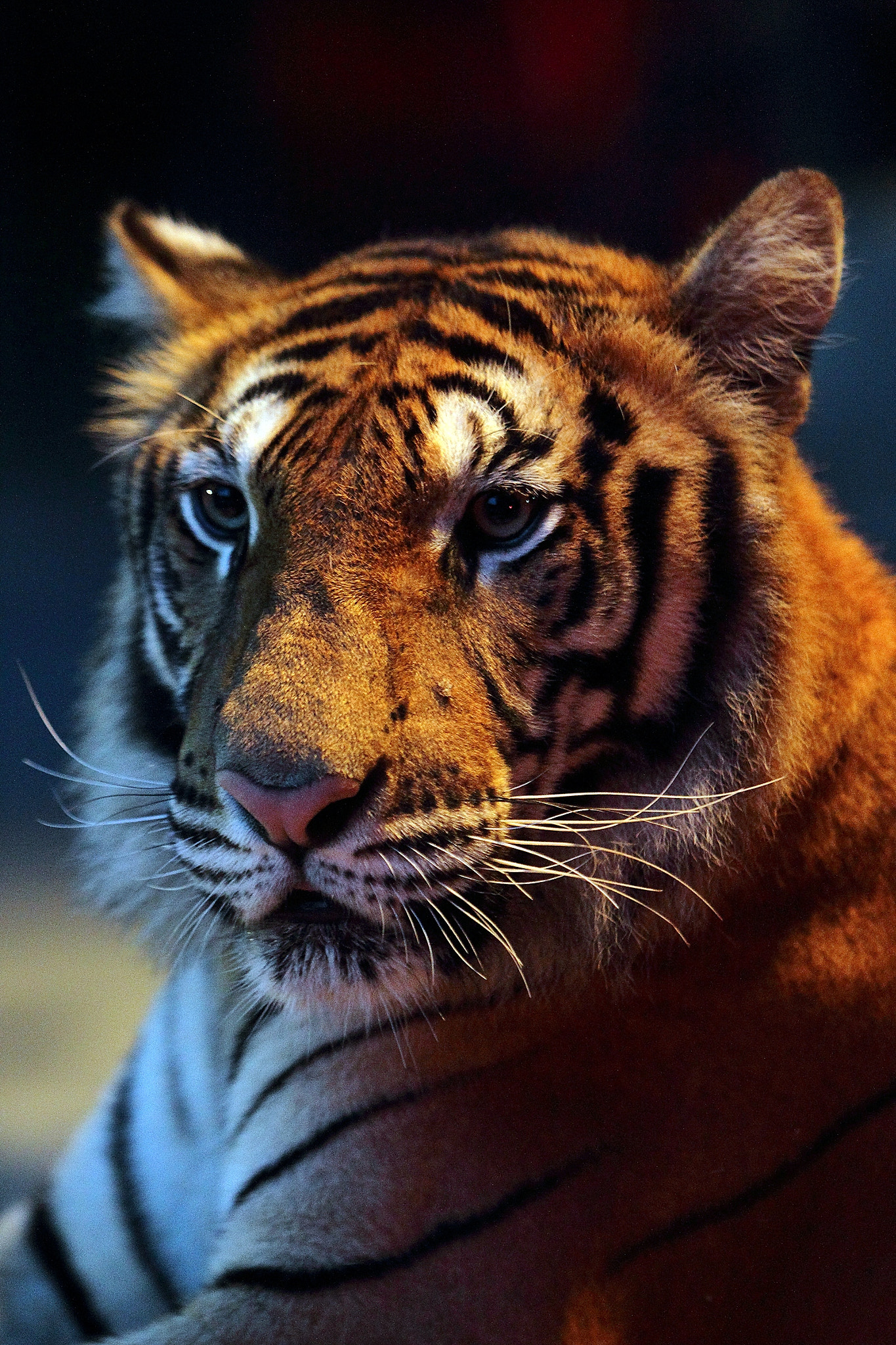 Canon EOS-1D Mark IV + Canon EF 70-200mm F2.8L IS USM sample photo. Night tiger photography