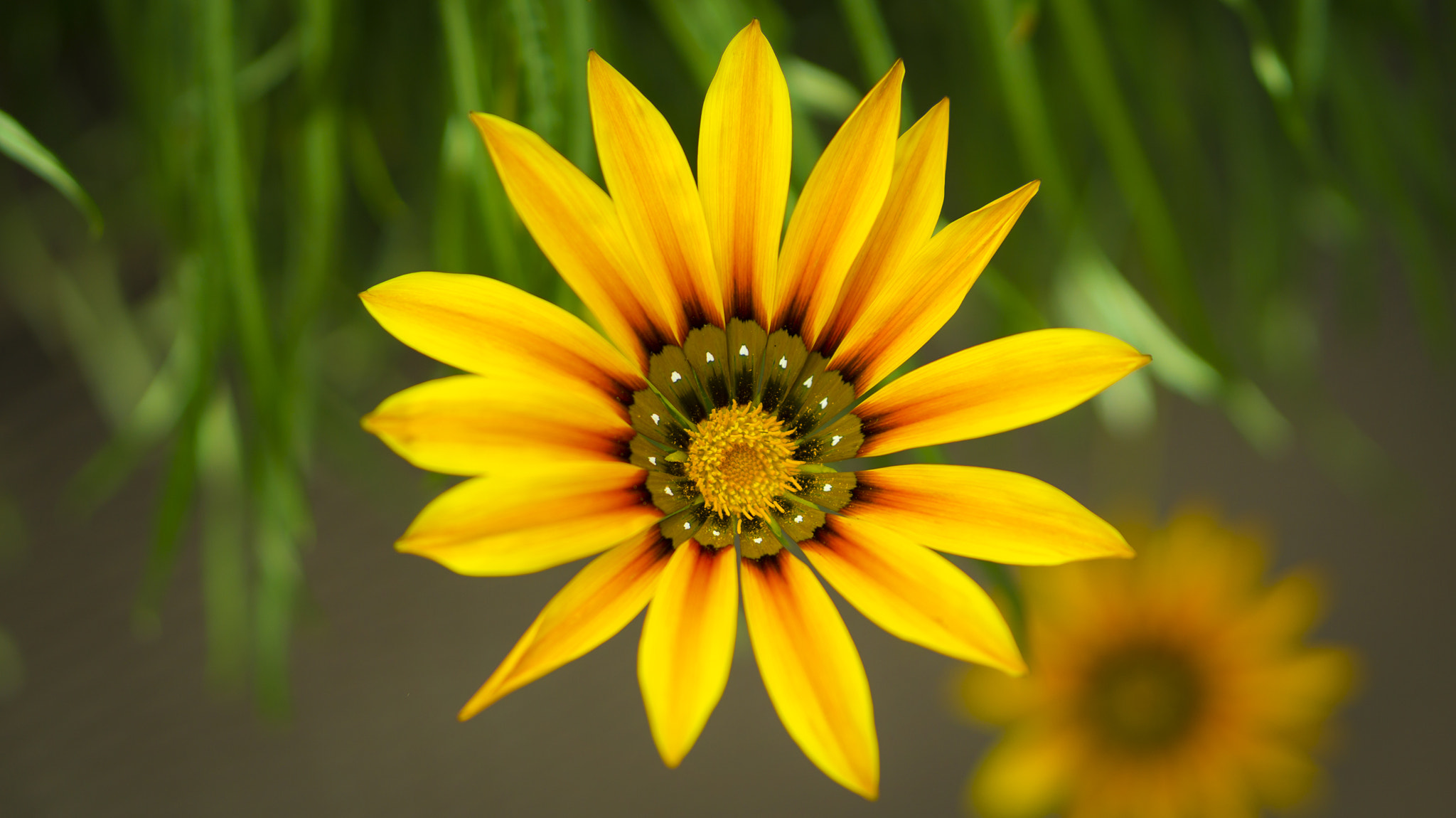 E 50mm F1.8 OSS sample photo. Flowers photography