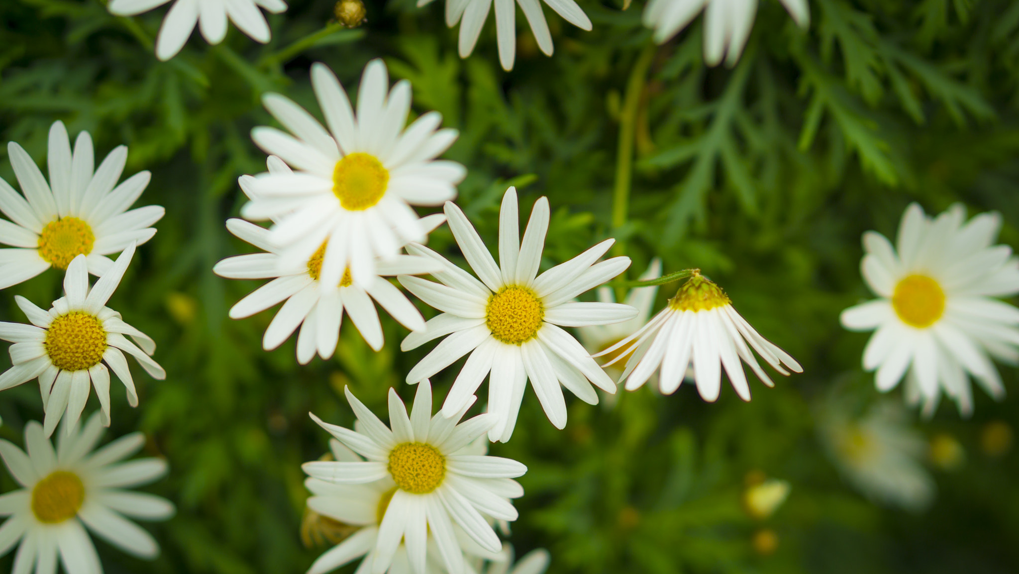 E 50mm F1.8 OSS sample photo. Flowers photography
