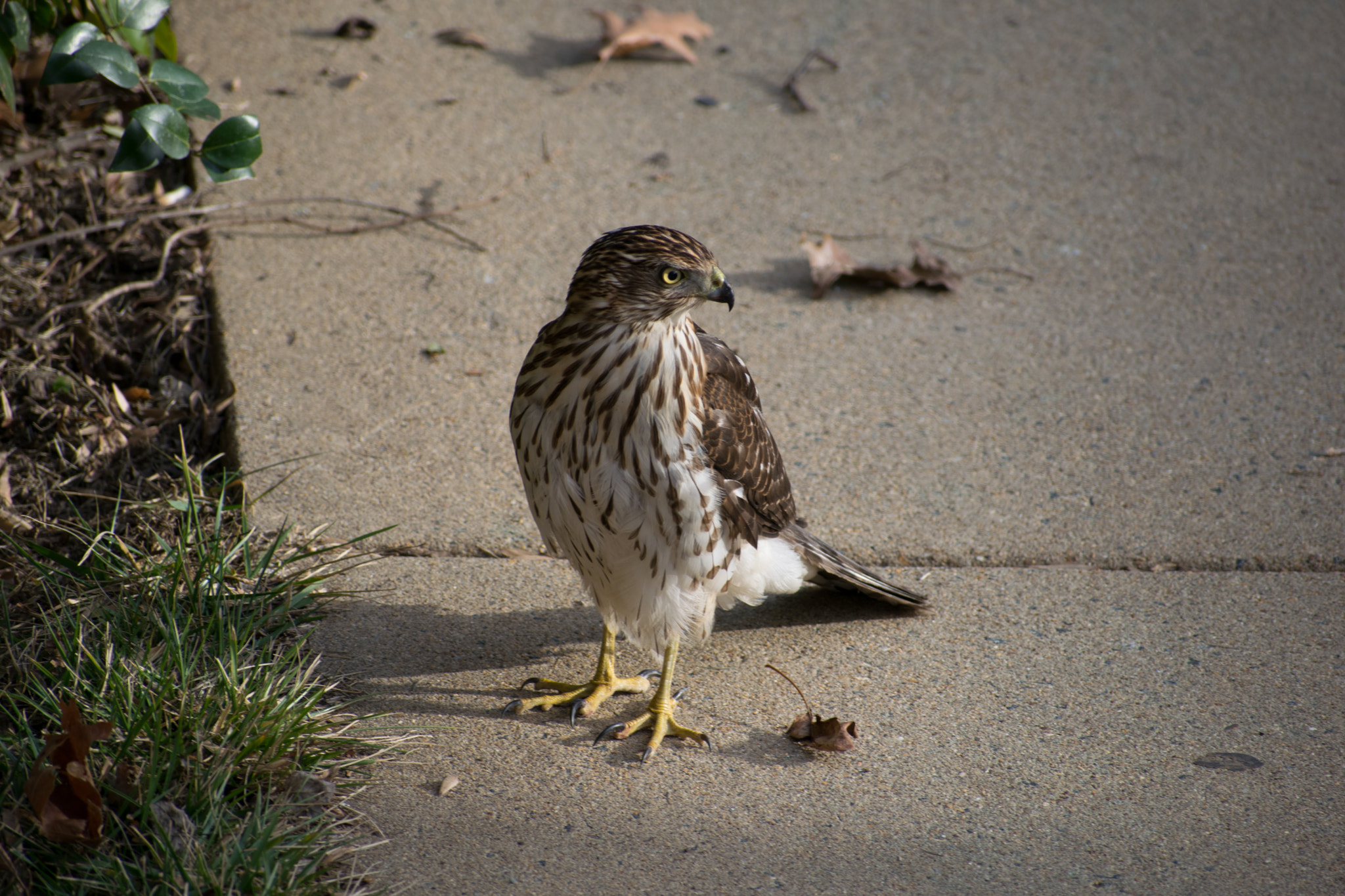 Nikon AF-S Nikkor 70-200mm F2.8G ED VR II sample photo. Cooper's hawk photography