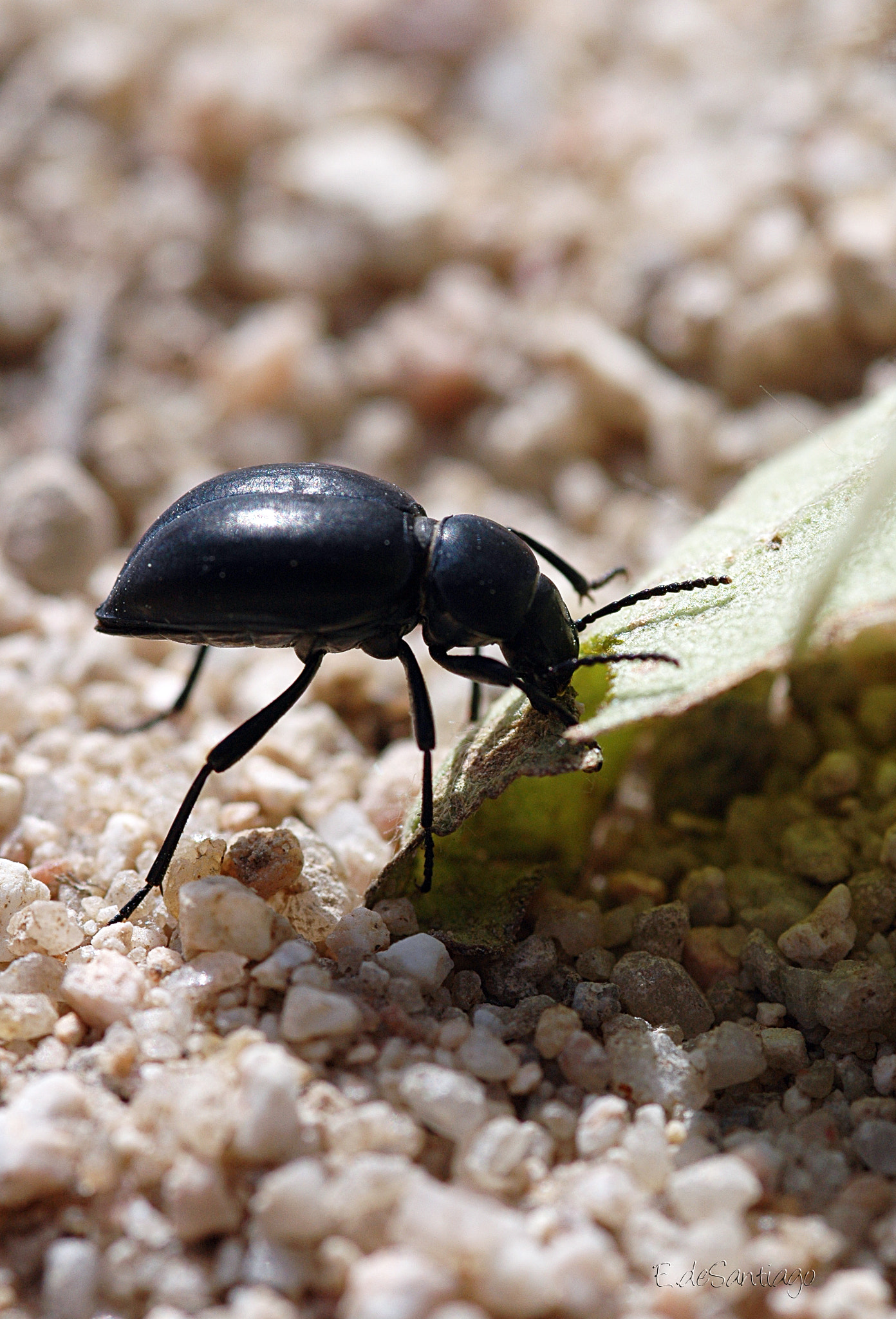 Nikon D70 sample photo. Beatle photography