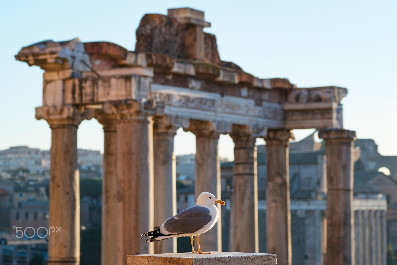 Sigma 105mm F2.8 EX DG OS HSM sample photo. Septimius severus arch photography