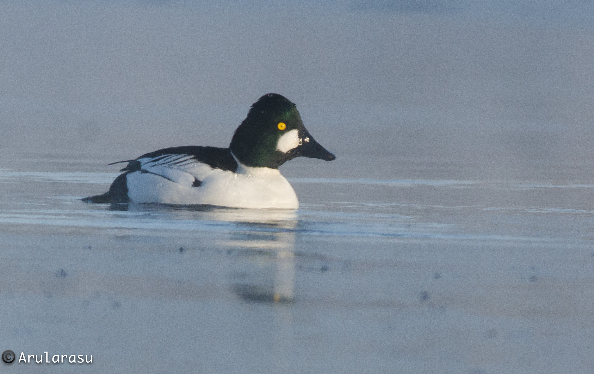 Nikon D7000 + Nikon AF-S Nikkor 300mm F4D ED-IF sample photo. Common goldeneye, male photography