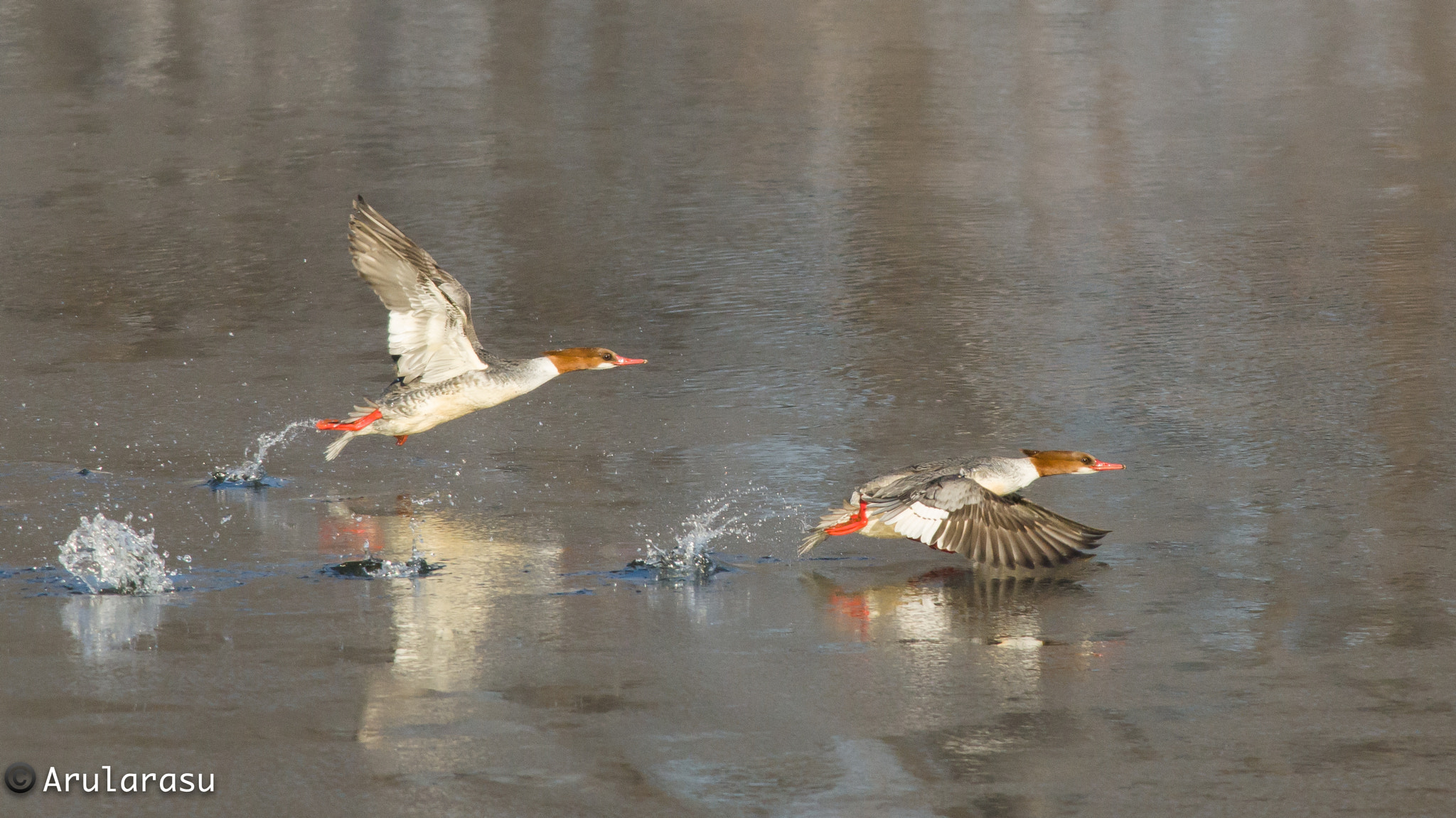 Nikon D7000 sample photo. Couple of female common merganser taking off! photography