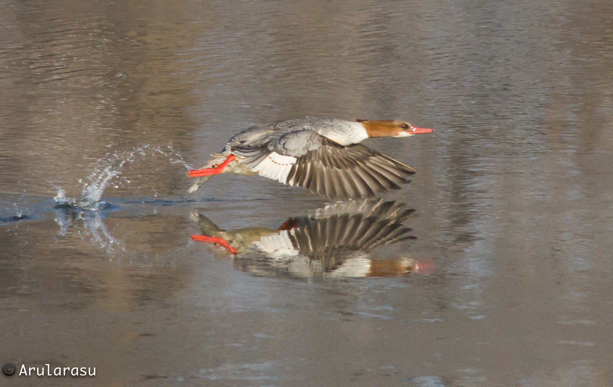 Nikon D7000 sample photo. Common merganser taking off! photography