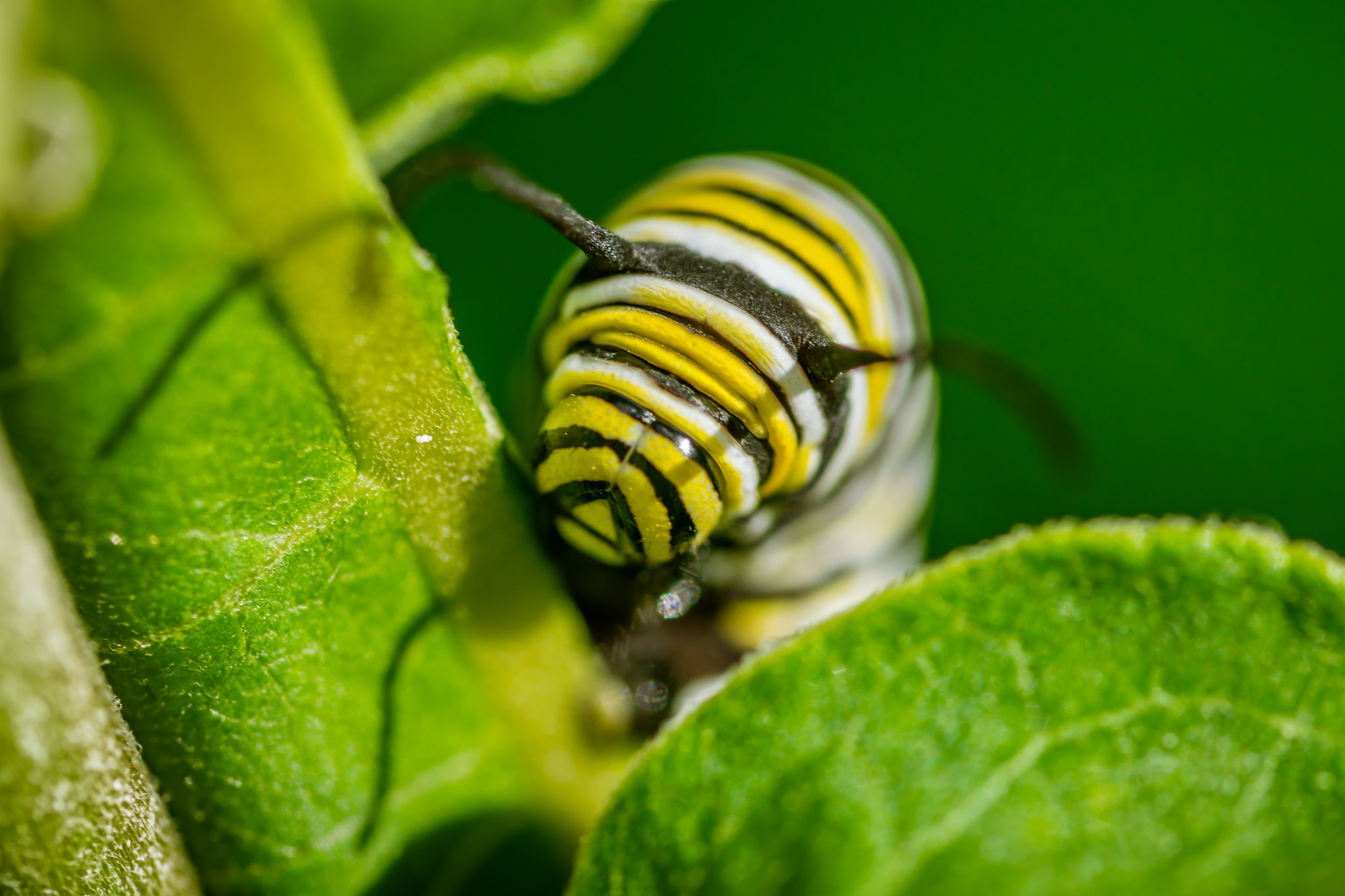 Sigma 105mm F2.8 EX DG OS HSM sample photo. Hungry monarch caterpillar photography