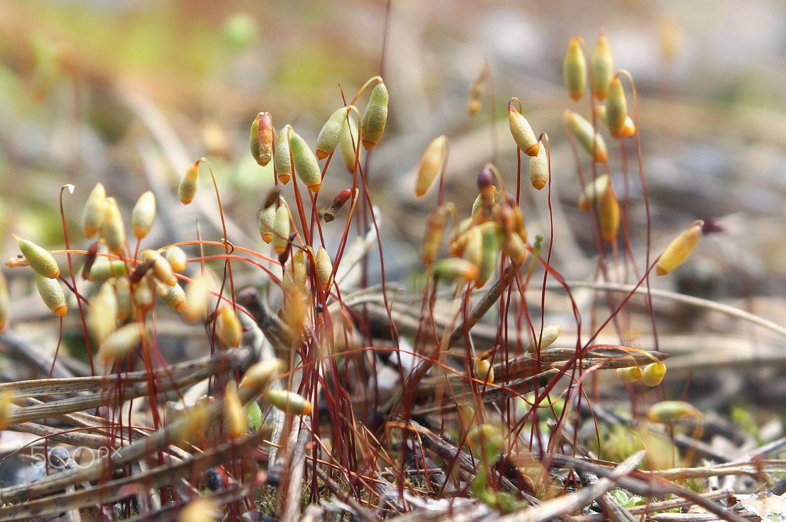 Sony SLT-A65 (SLT-A65V) sample photo. Sporogonia sphagnum moss on thin stems, near the dry pine needles, macro photography photography