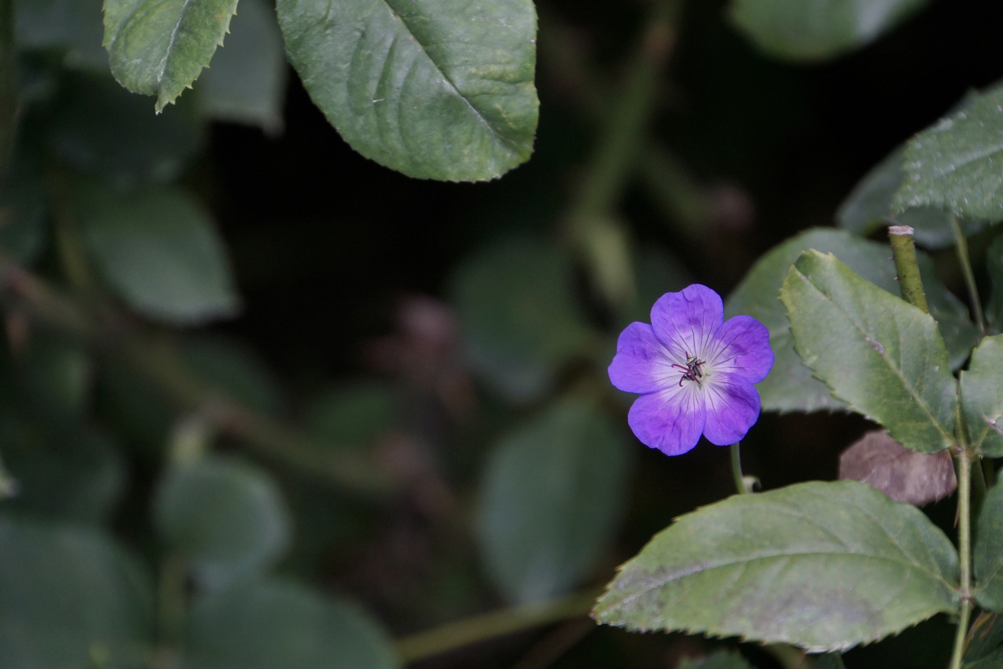 Sony a6000 + Sony E 18-200mm F3.5-6.3 sample photo. ＊*:little angel:*＊ photography