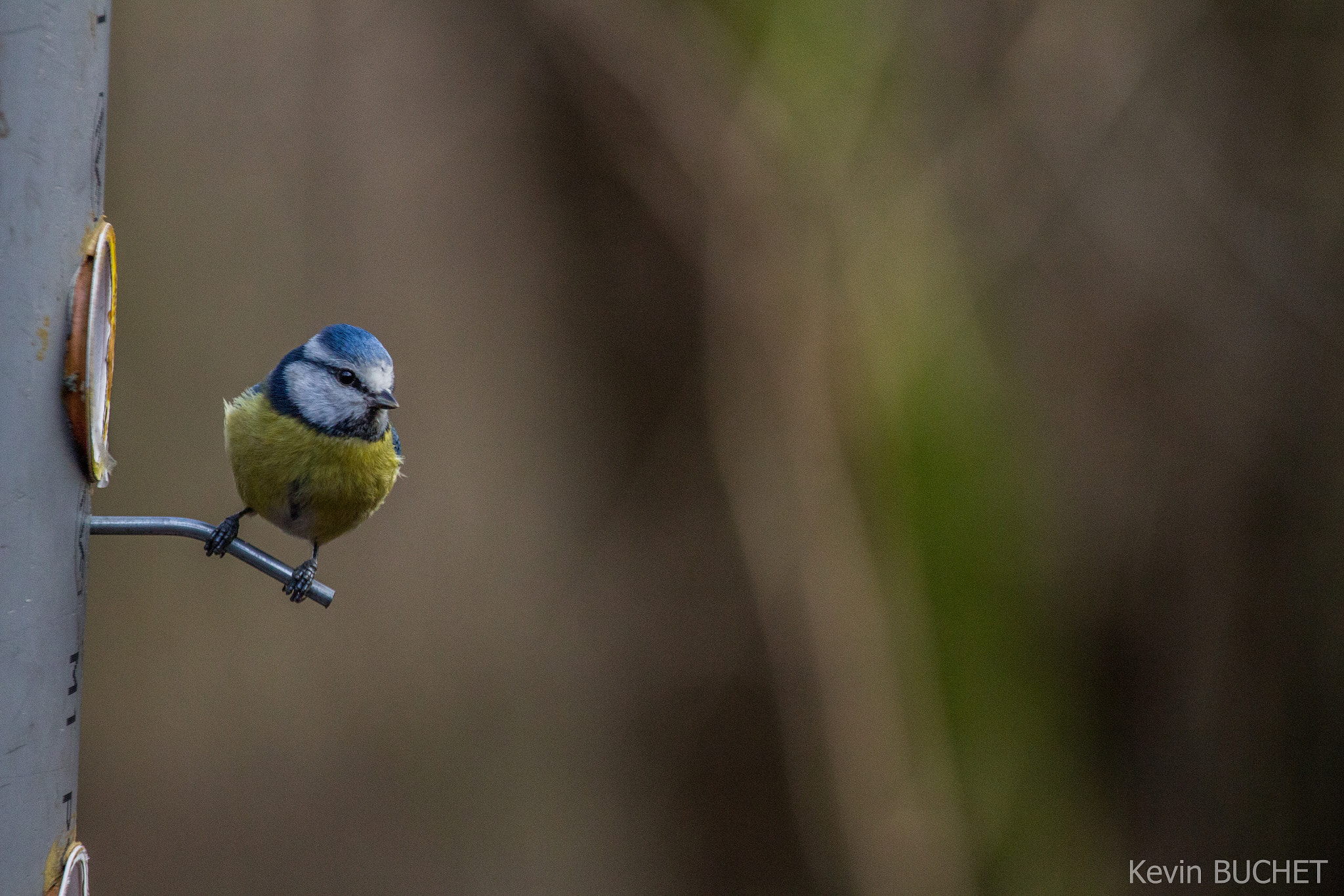 Canon EOS 700D (EOS Rebel T5i / EOS Kiss X7i) + Canon EF 70-200mm F4L USM sample photo. Bird photography