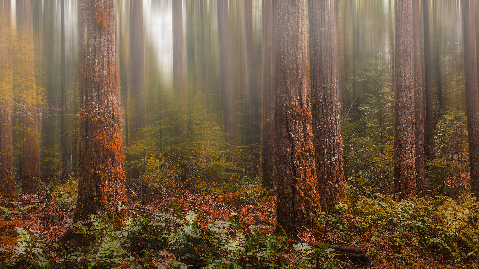 Canon EF-S 18-55mm F3.5-5.6 II sample photo. Tenors in the forest photography