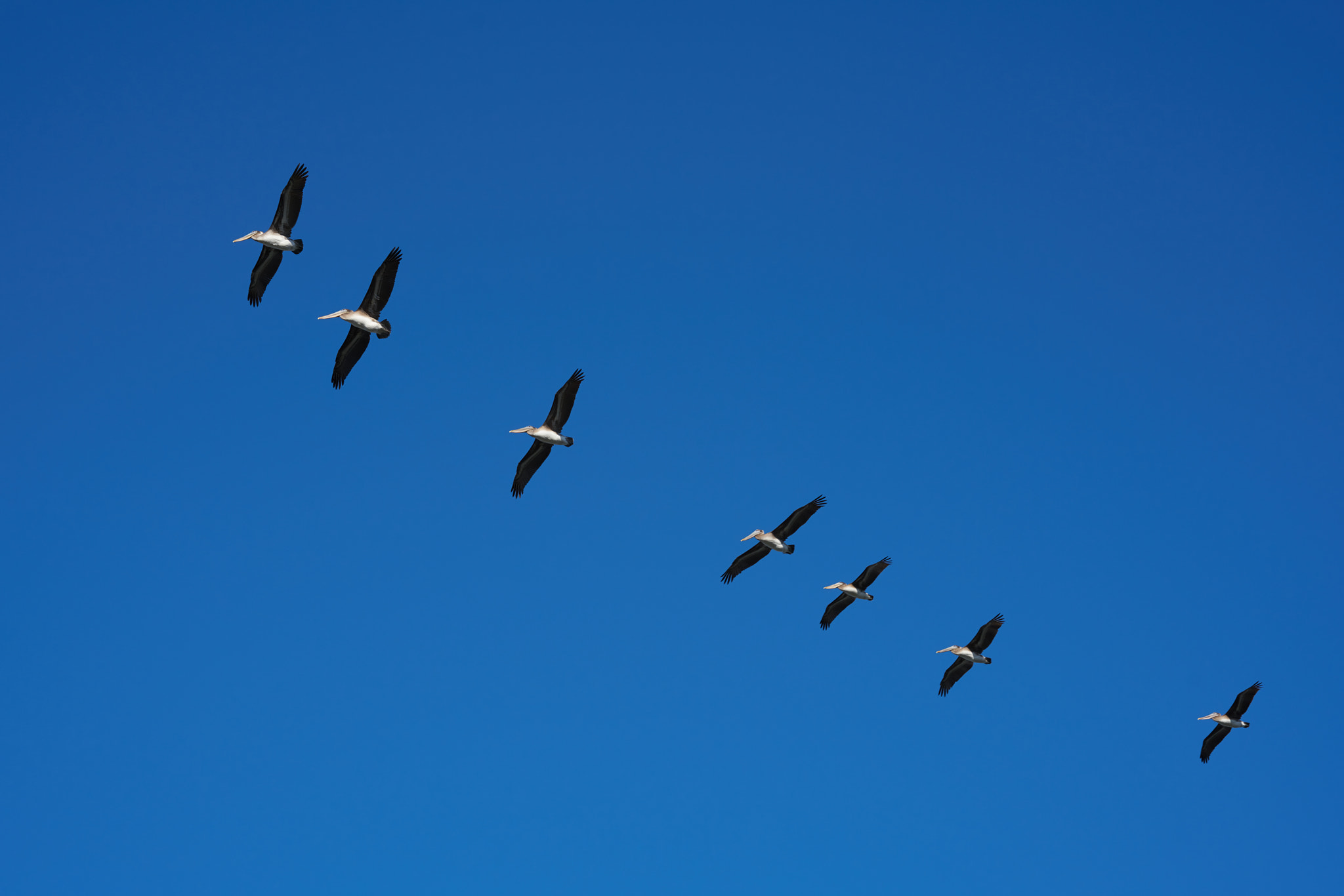 ZEISS Loxia 85mm F2.4 sample photo. Flight of the pelicans photography