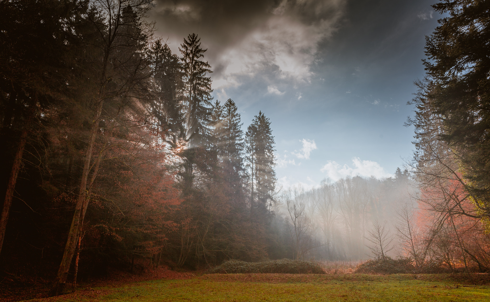 Canon EOS 5D Mark II + Canon EF 24mm F2.8 IS USM sample photo. Mystery forrest in cold morning. photography