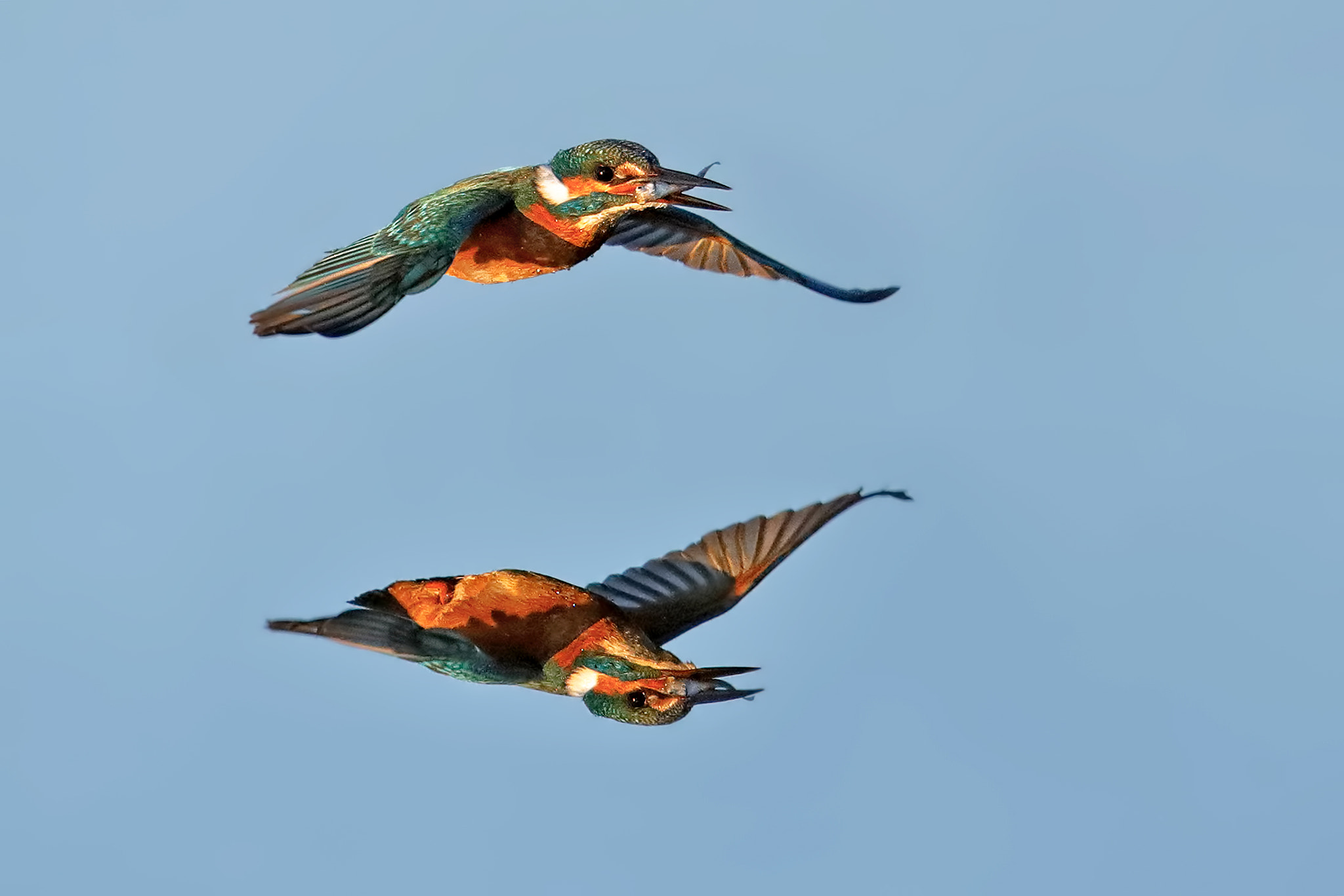 Canon EF 500mm F4L IS II USM sample photo. Kingfisher photography