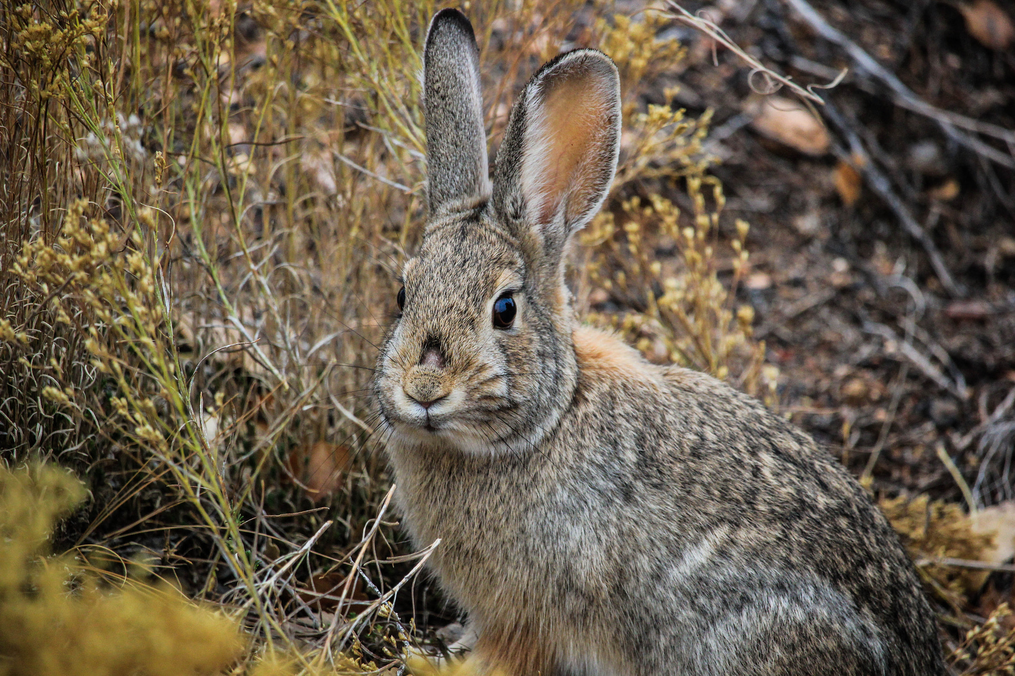 Canon EF-S 55-250mm F4-5.6 IS STM sample photo. Img photography