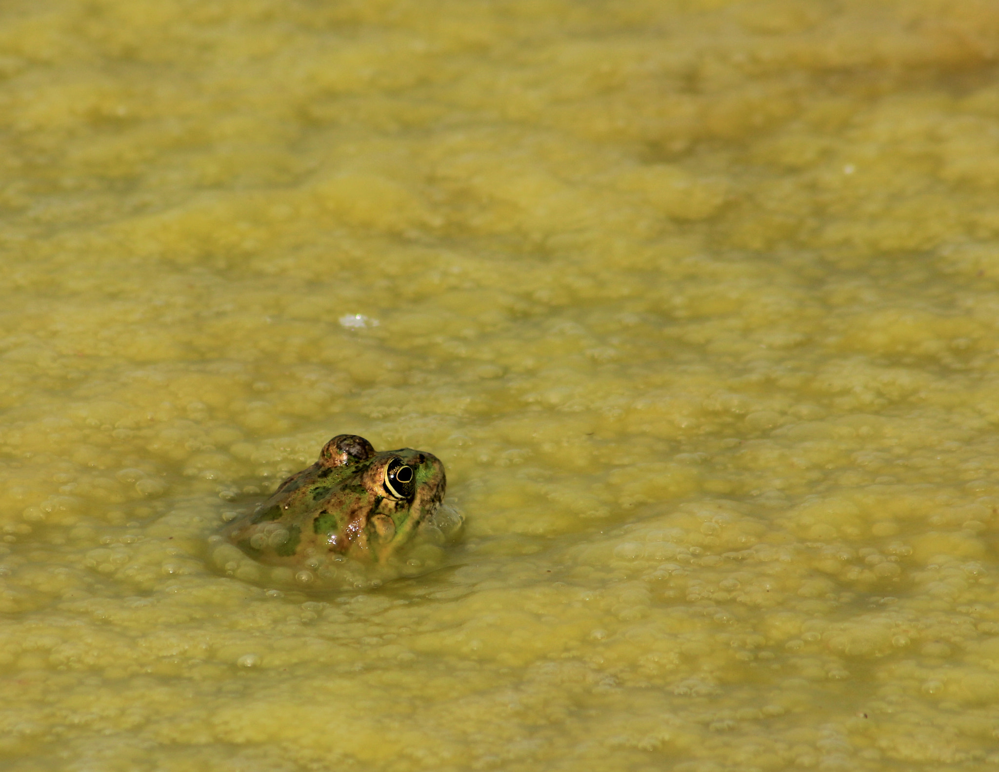 Sigma 70-300mm F4-5.6 APO DG Macro sample photo. Img photography