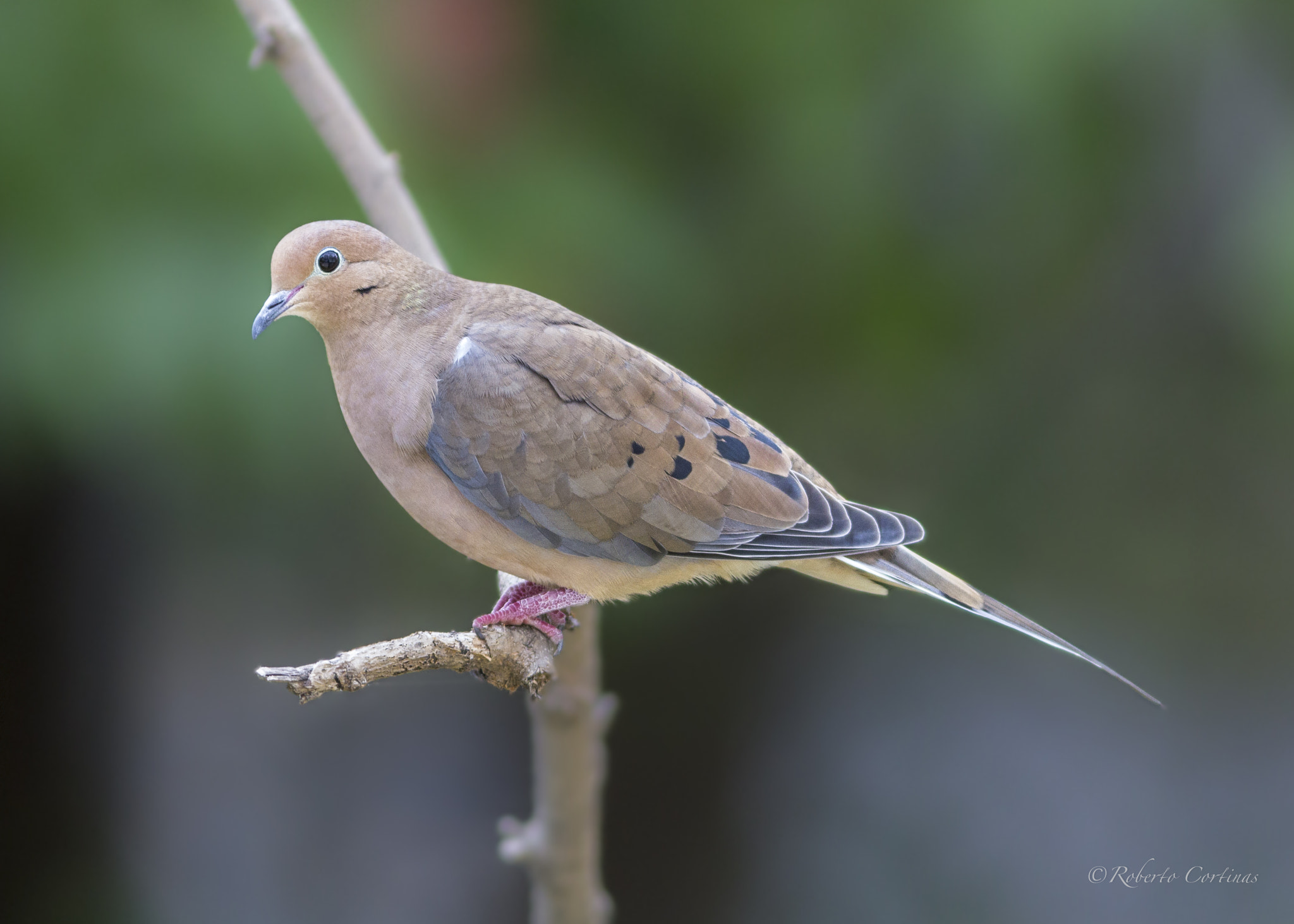 Canon EOS 60D sample photo. Mourning dove photography