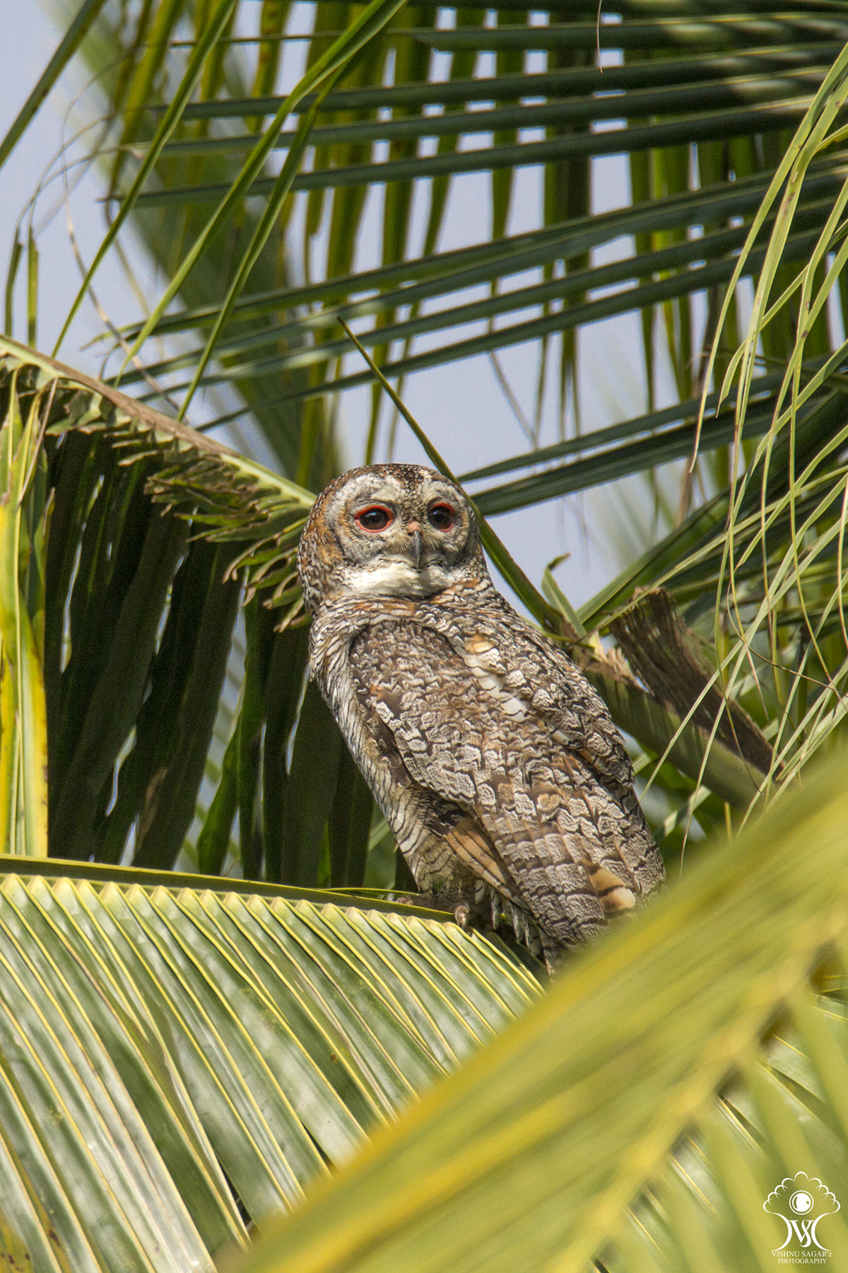 Tamron SP 150-600mm F5-6.3 Di VC USD sample photo. Eyes of glory !  photography