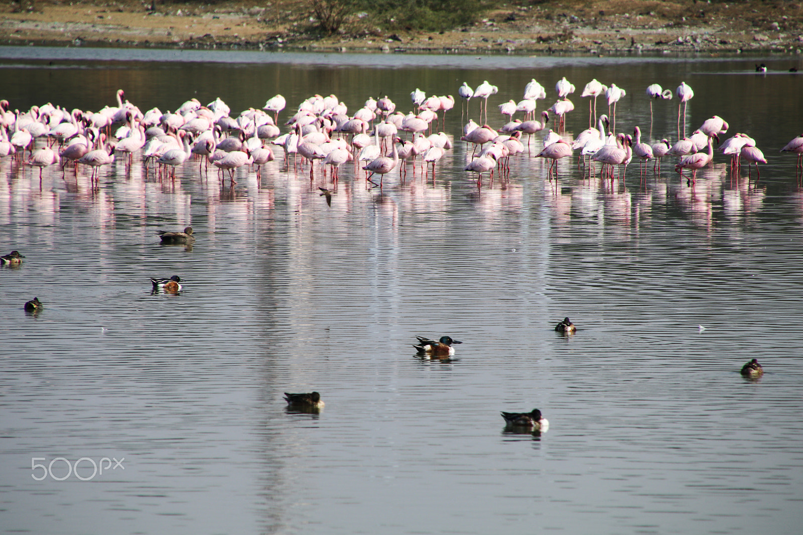 Canon EOS 80D sample photo. Flamingo colony photography
