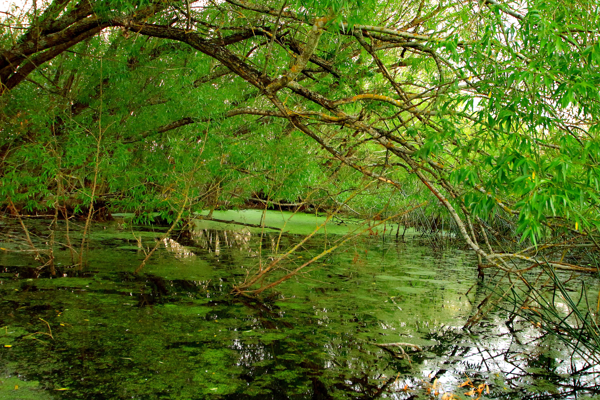 Sigma 10-20mm F3.5 EX DC HSM sample photo. Mossy pond photography