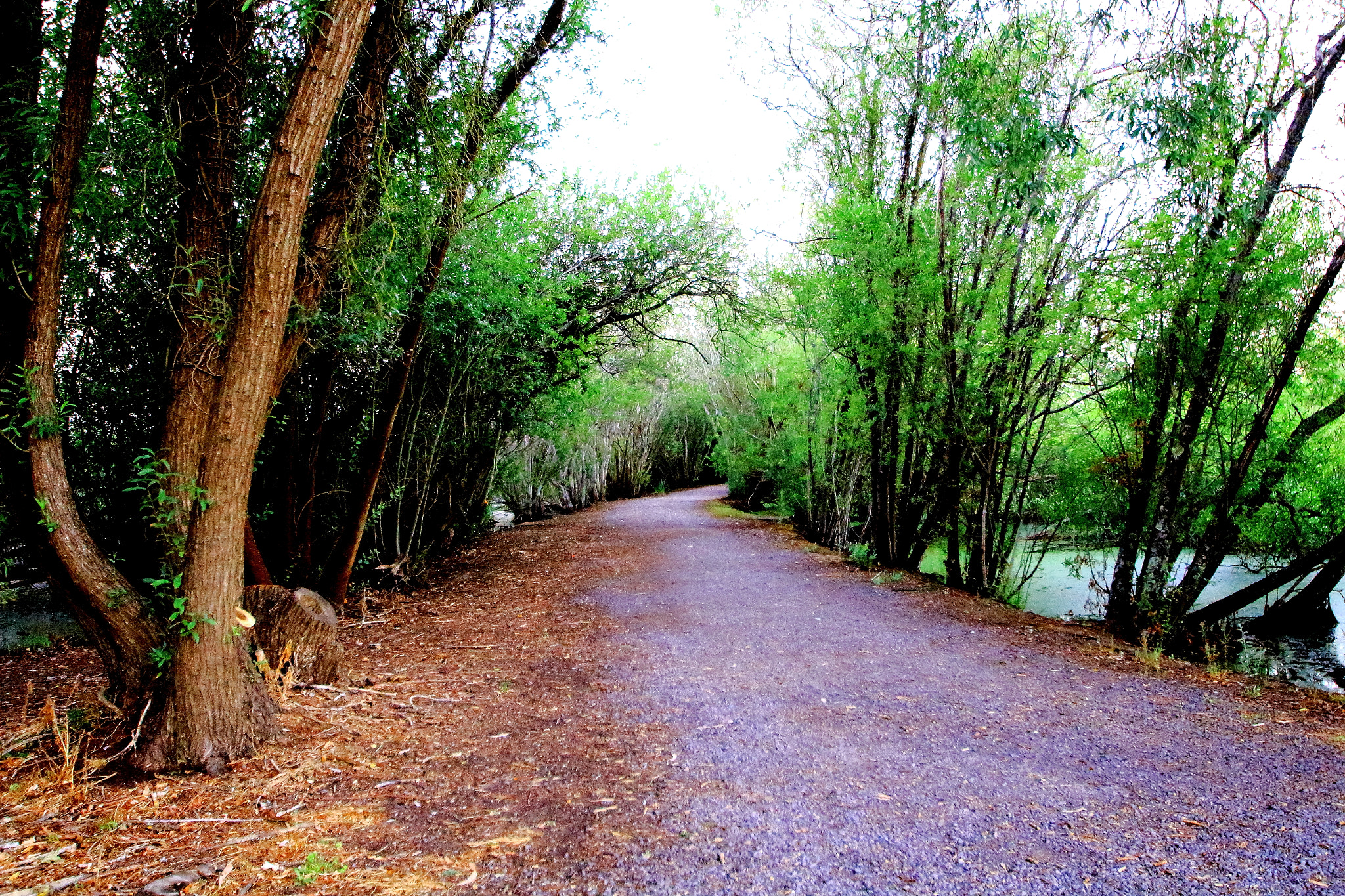 Sigma 10-20mm F3.5 EX DC HSM sample photo. Lake path photography
