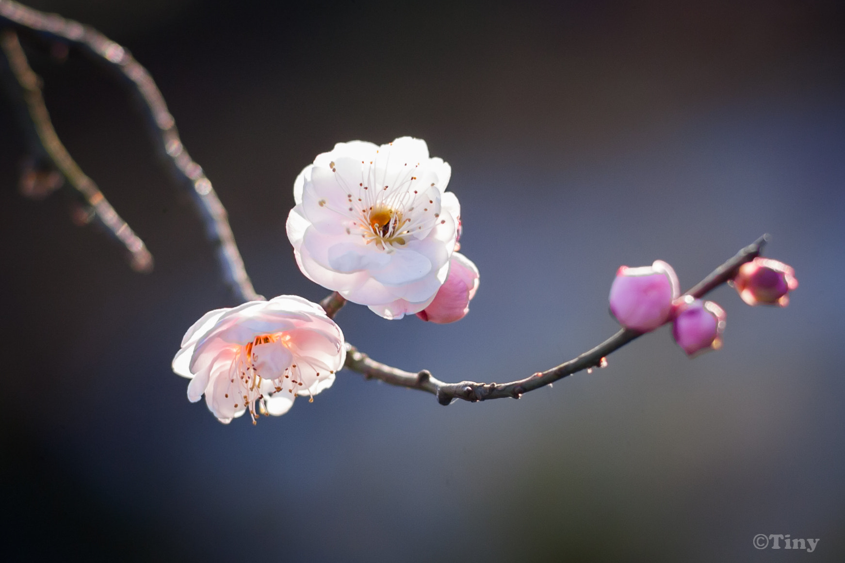 Canon EF 35-80mm f/4-5.6 sample photo. 梅 photography
