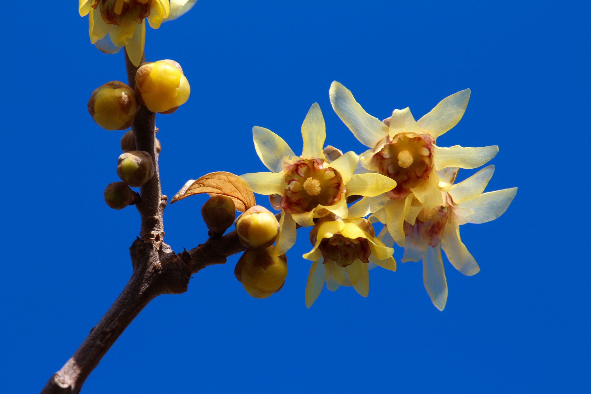 Canon EOS 700D (EOS Rebel T5i / EOS Kiss X7i) sample photo. Wax plum photography