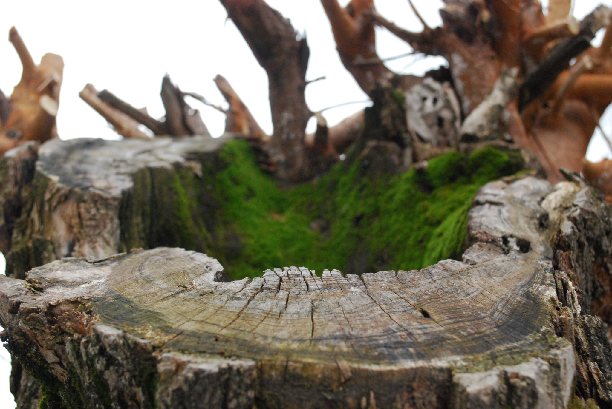 Nikon D40X sample photo