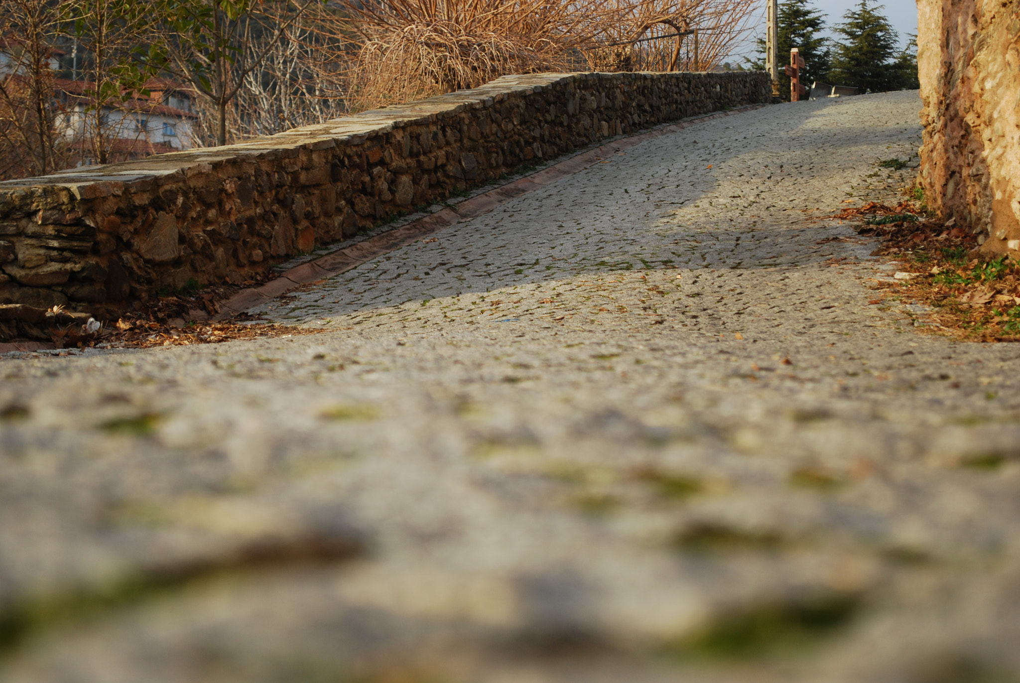 Nikon D40X sample photo