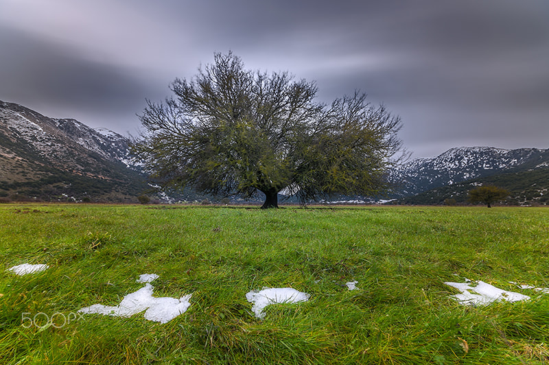Sigma AF 10-20mm F4-5.6 EX DC sample photo. A tree.. photography