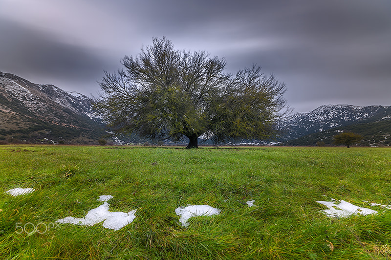 Pentax K-3 sample photo. A tree.. photography