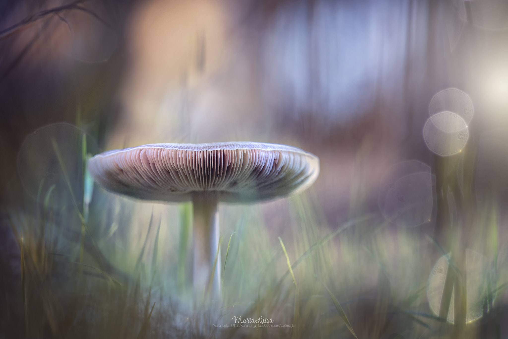 Canon EF 100mm F2.8 Macro USM sample photo. Little kingdom photography