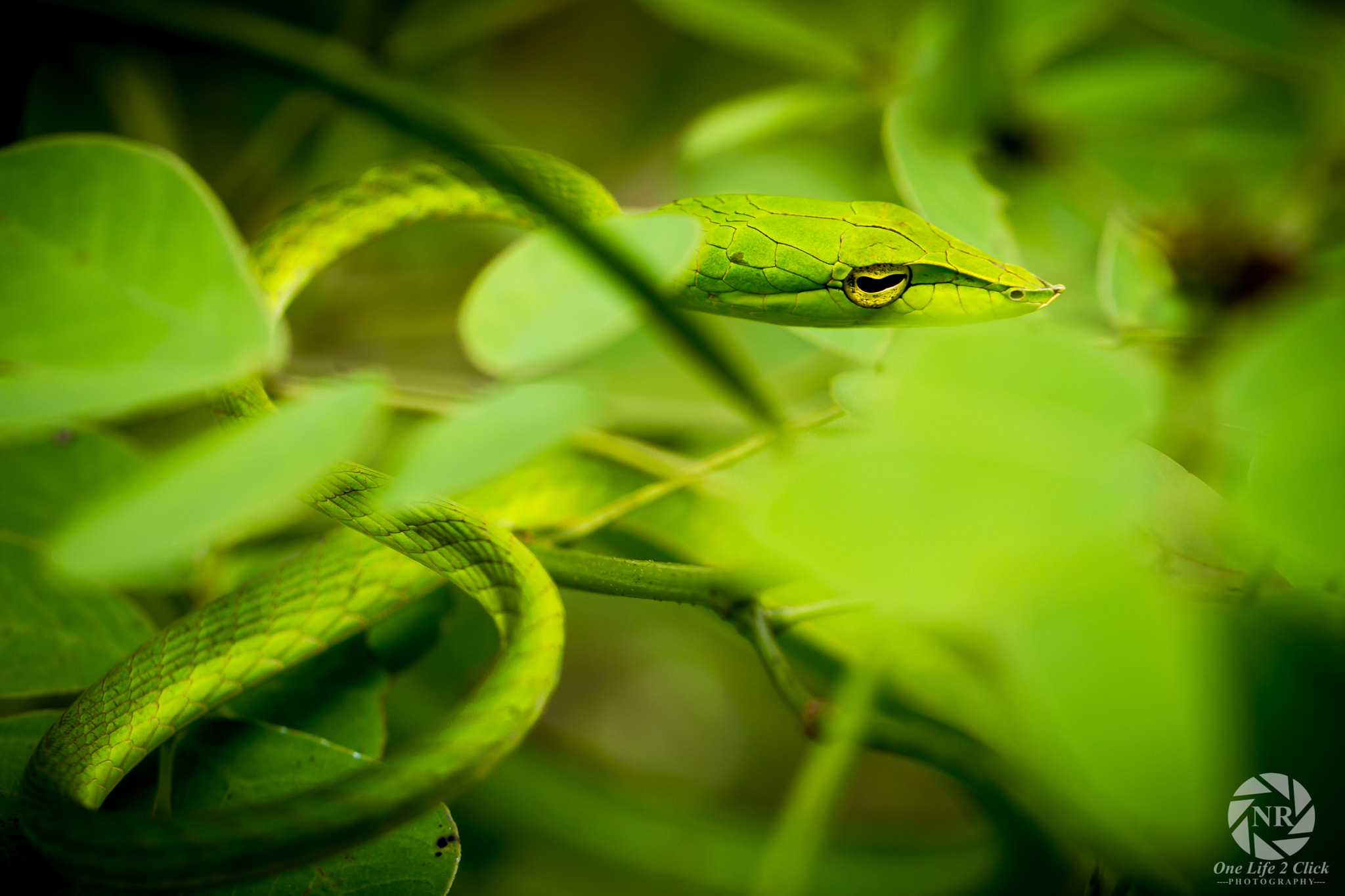 Canon EOS 550D (EOS Rebel T2i / EOS Kiss X4) + Canon EF 100mm F2.8L Macro IS USM sample photo. Green vine snake photography