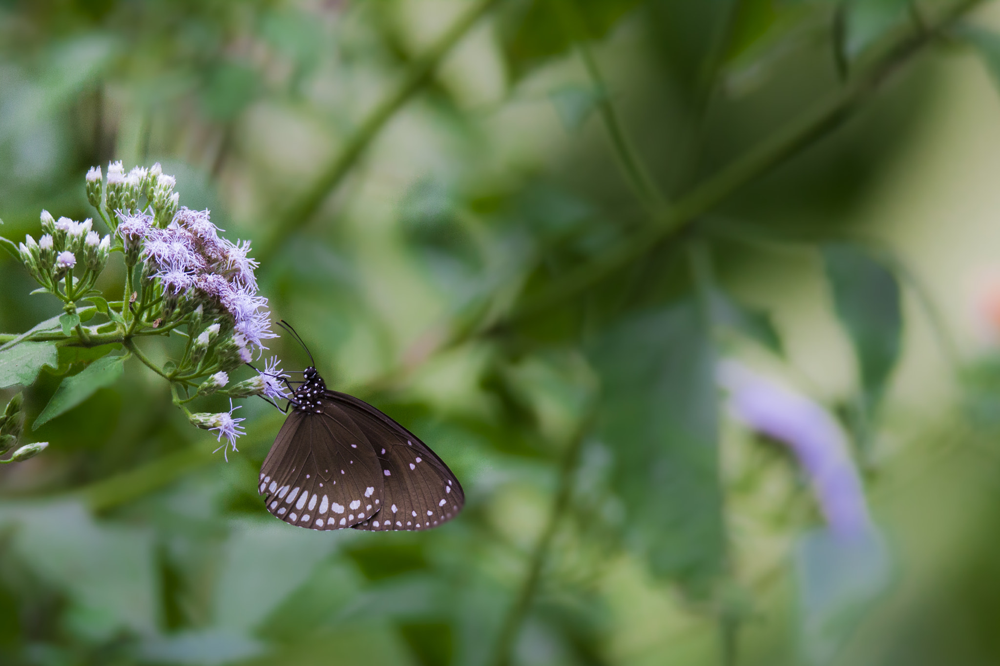 Tamron SP 150-600mm F5-6.3 Di VC USD sample photo. The spotted black crow photography