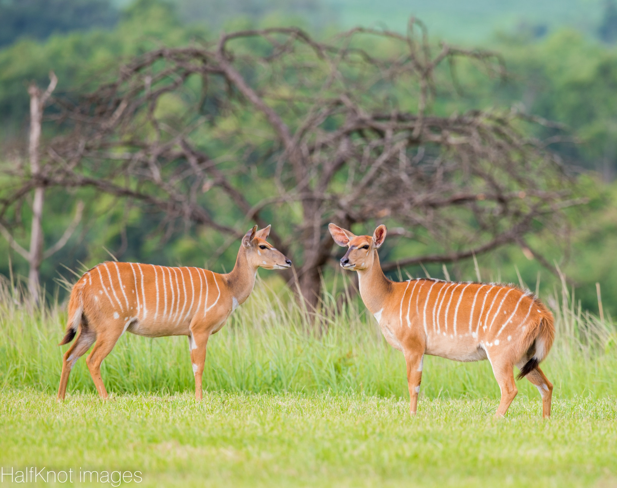 Nikon D800 sample photo. Wildlife photography