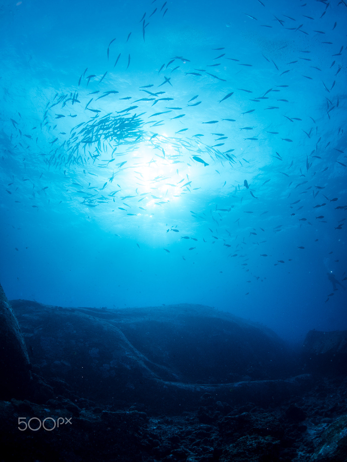 Olympus OM-D E-M5 II + OLYMPUS M.8mm F1.8 sample photo. Crowded fish photography