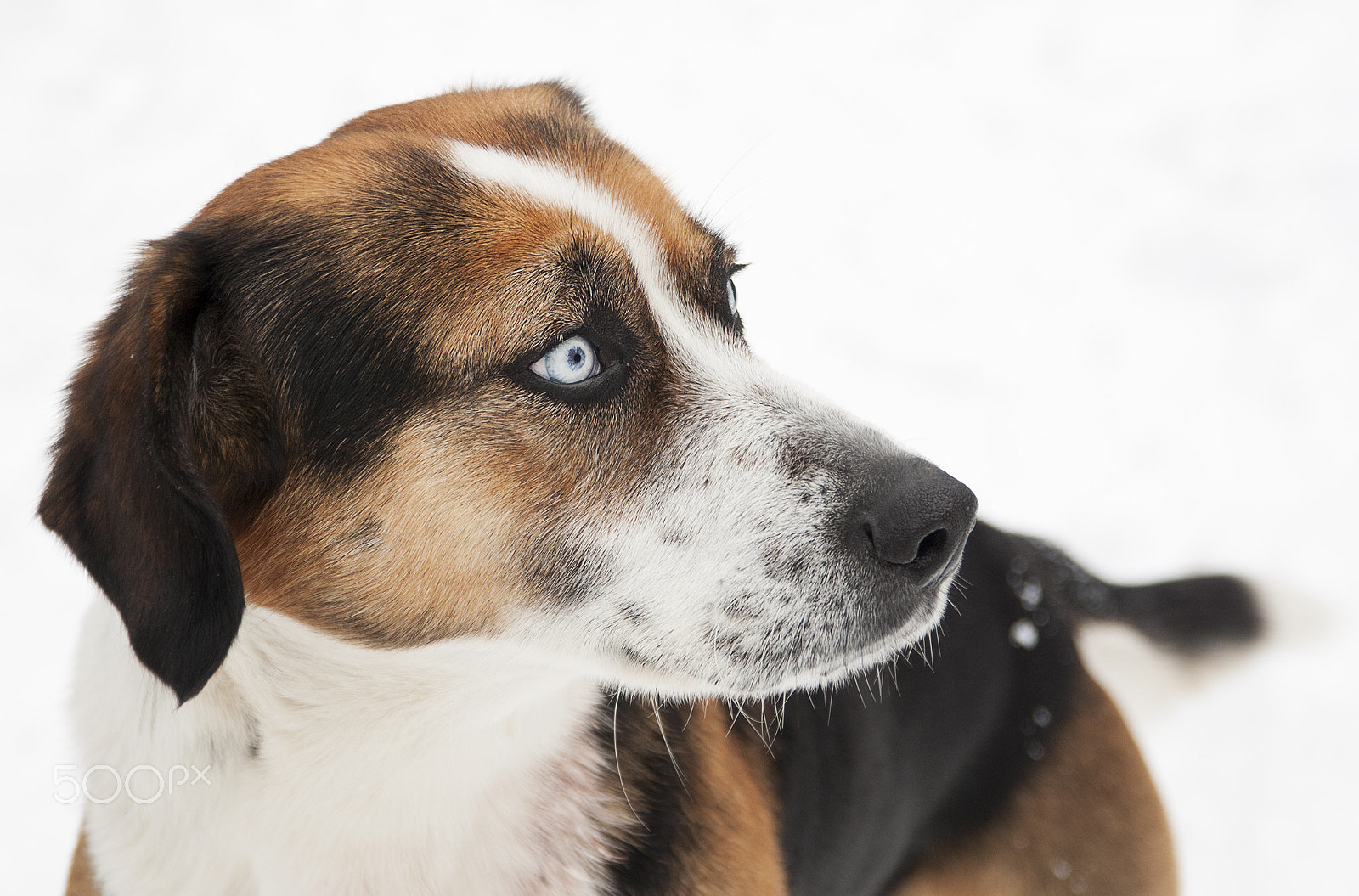Nikon D300 + AF-S Zoom-Nikkor 24-85mm f/3.5-4.5G IF-ED sample photo. Dog portrait in snow photography